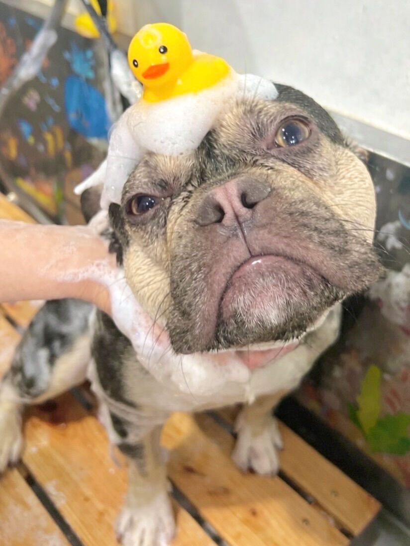 来店いただいたシルバくんです🐶✨