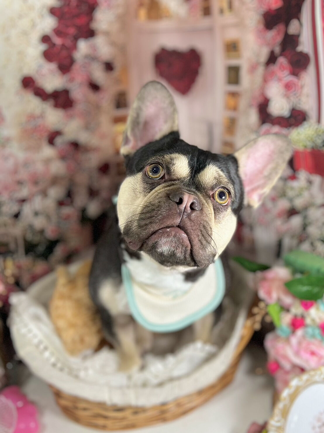 来店いただいたシルバくんです🐶✨