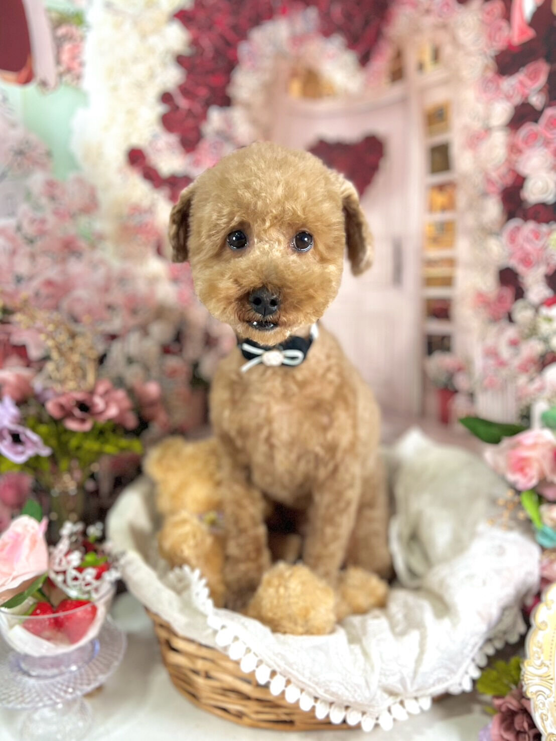 来店いただいた竜くんです🐶✨