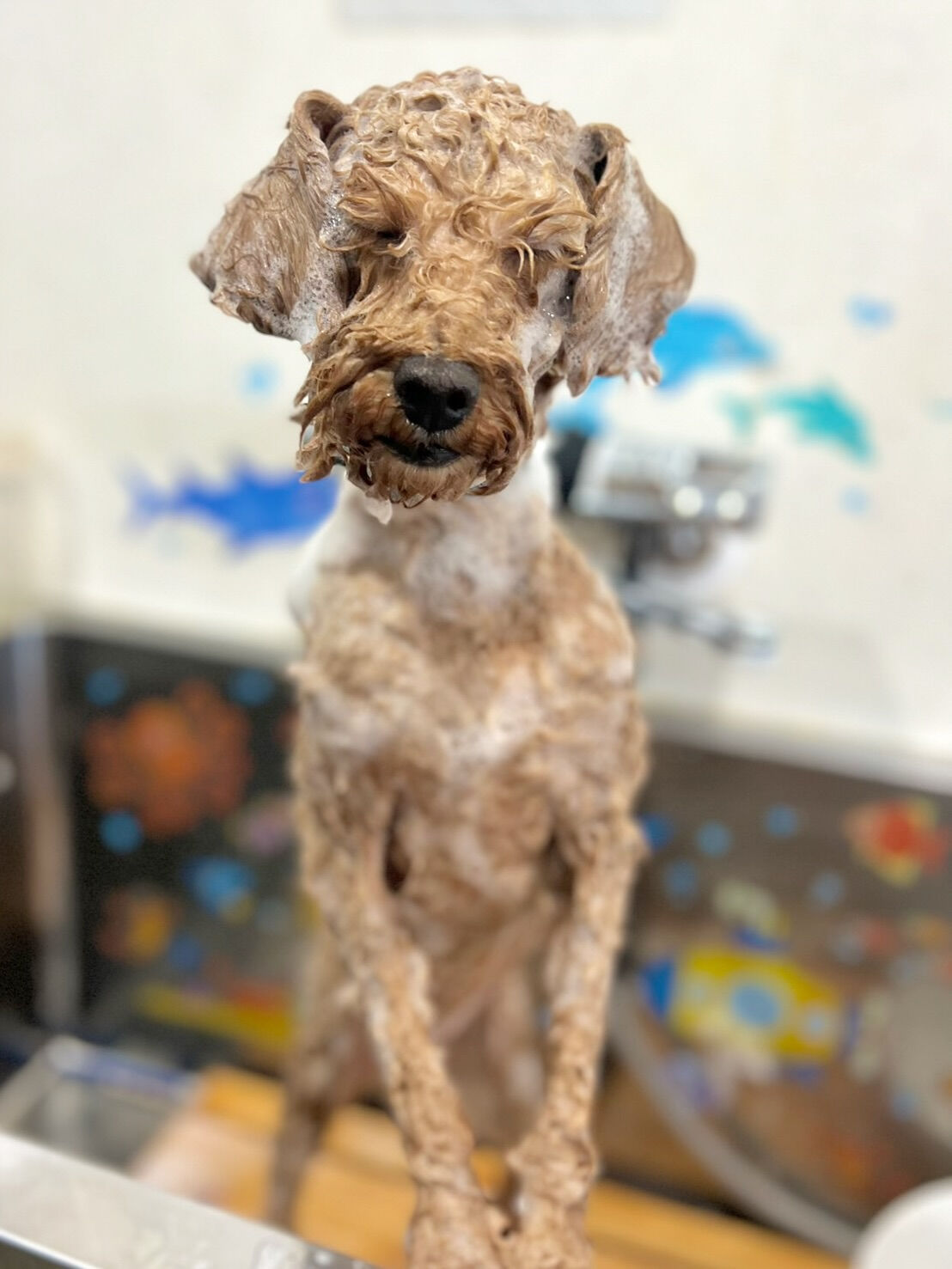 来店いただいた竜くんです🐶✨