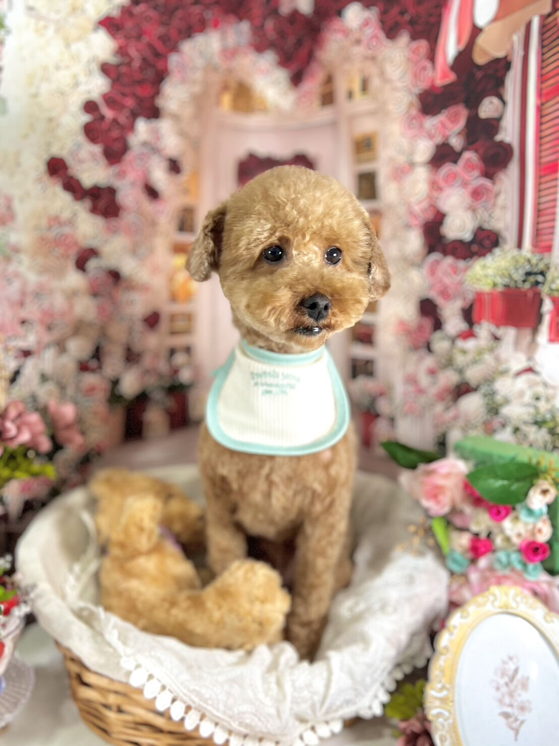 来店いただいた竜くんです🐶✨