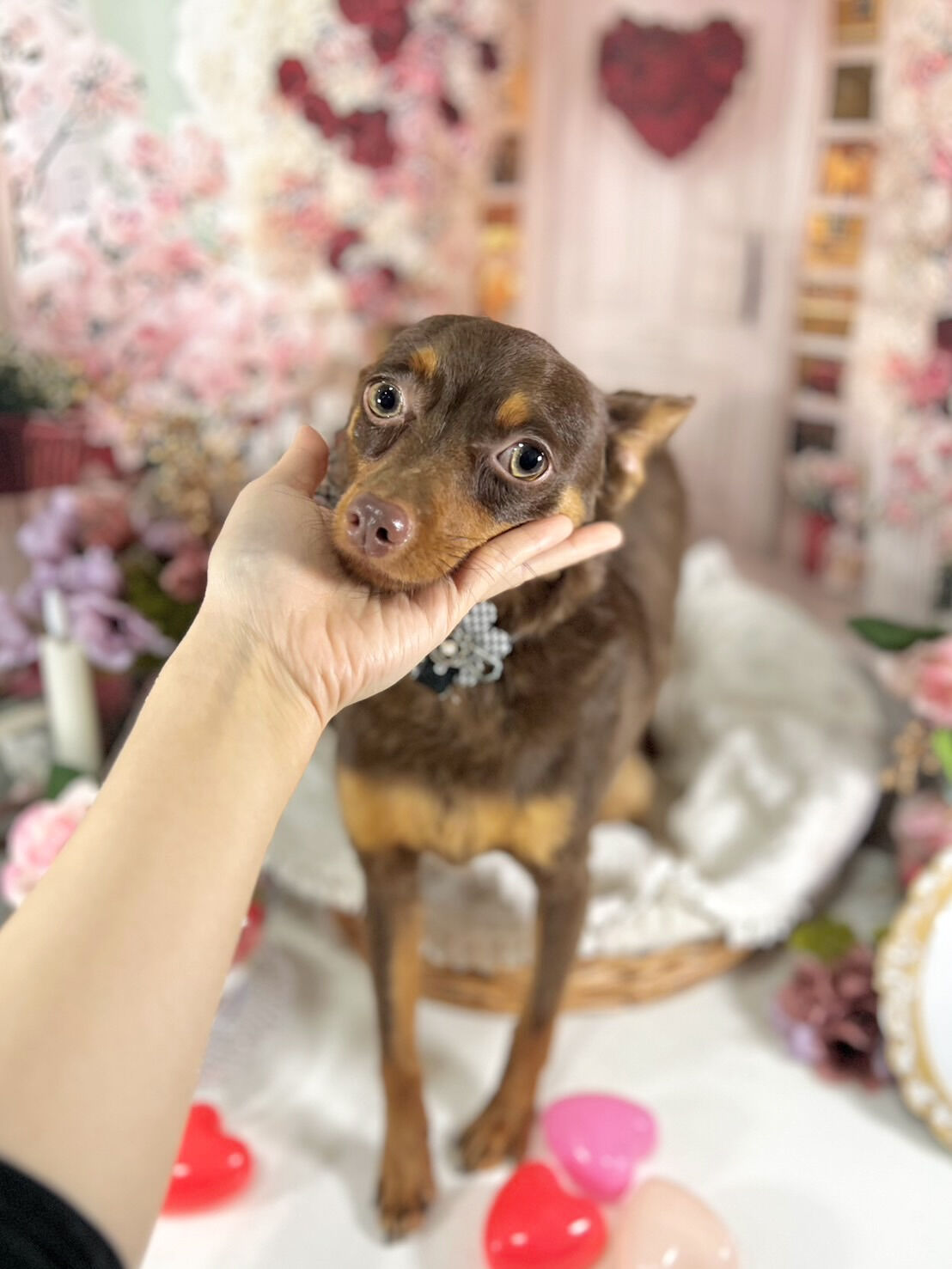 来店いただいた完くんです🐶✨