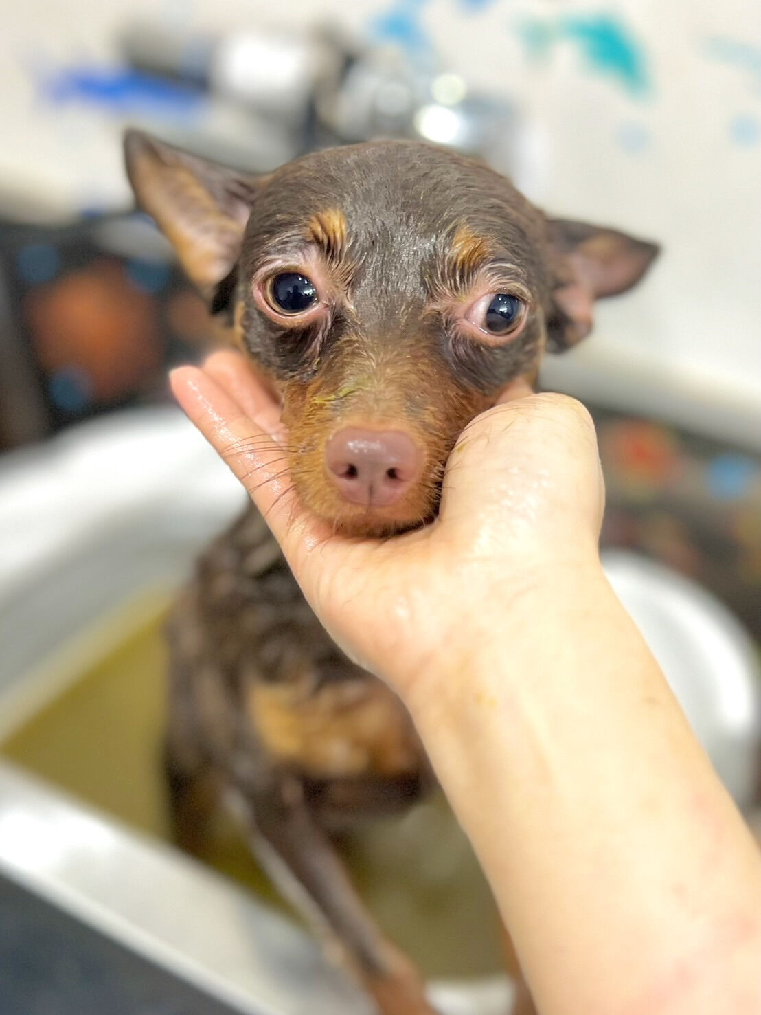 来店いただいた完くんです🐶✨