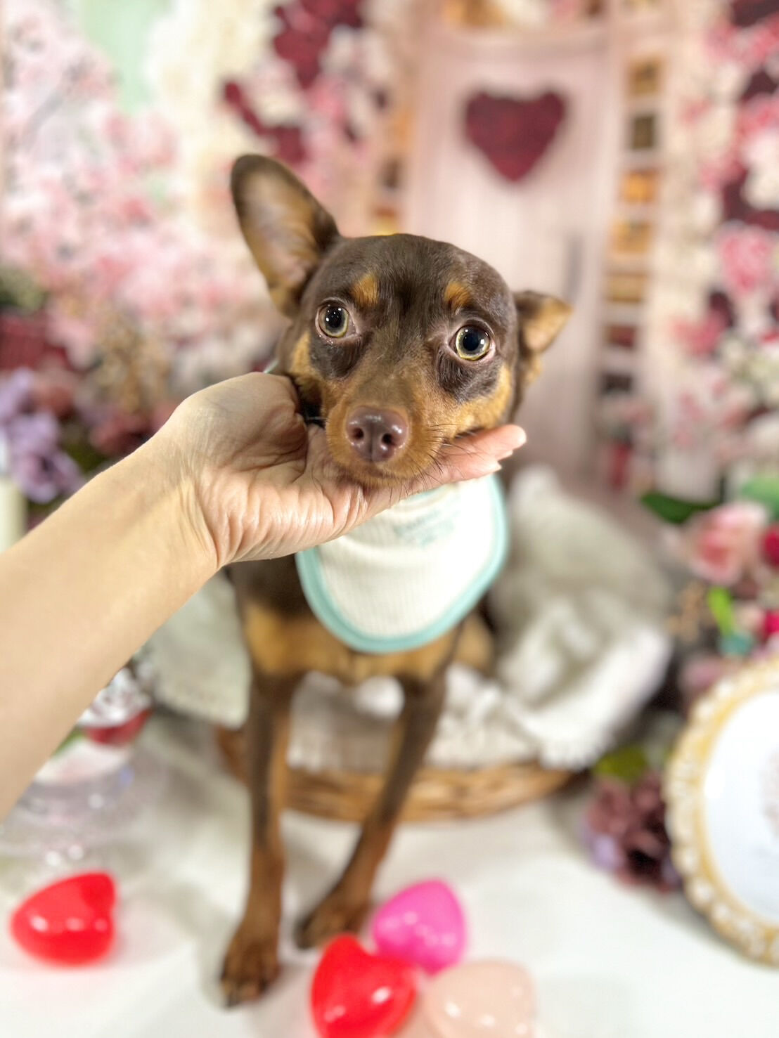 来店いただいた完くんです🐶✨