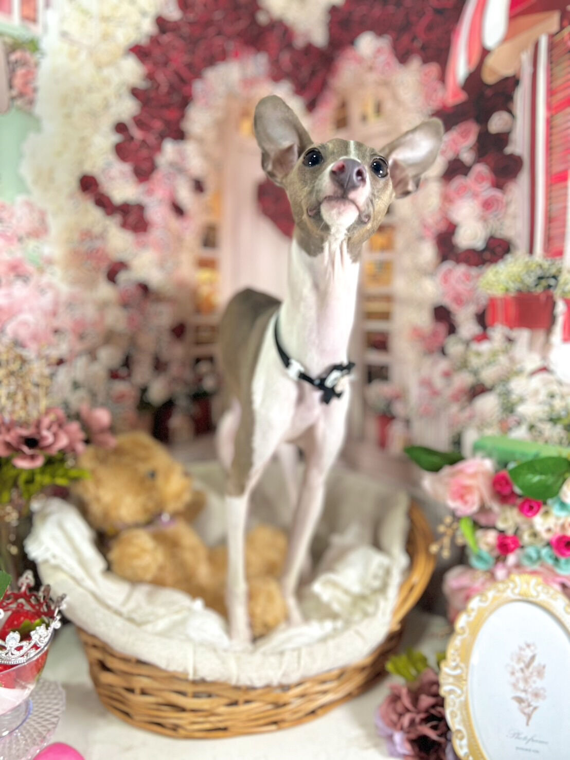 来店いただいた凪ちゃんです🐶✨