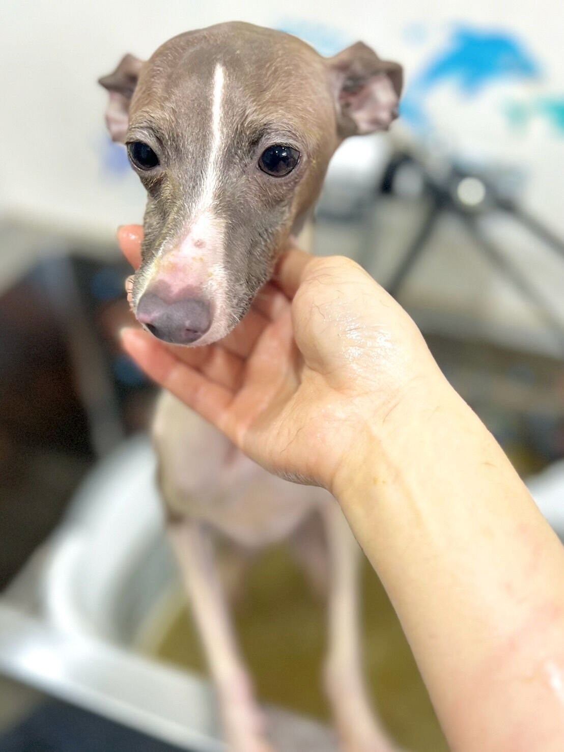 来店いただいた凪ちゃんです🐶✨