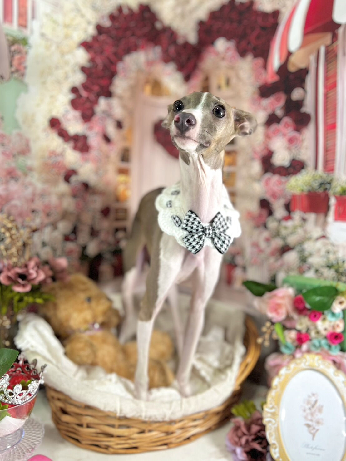 来店いただいた凪ちゃんです🐶✨