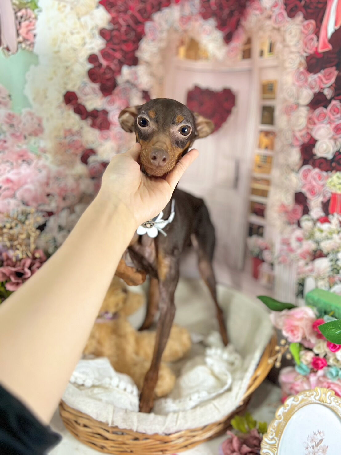来店いただいた丹くんです🐶✨