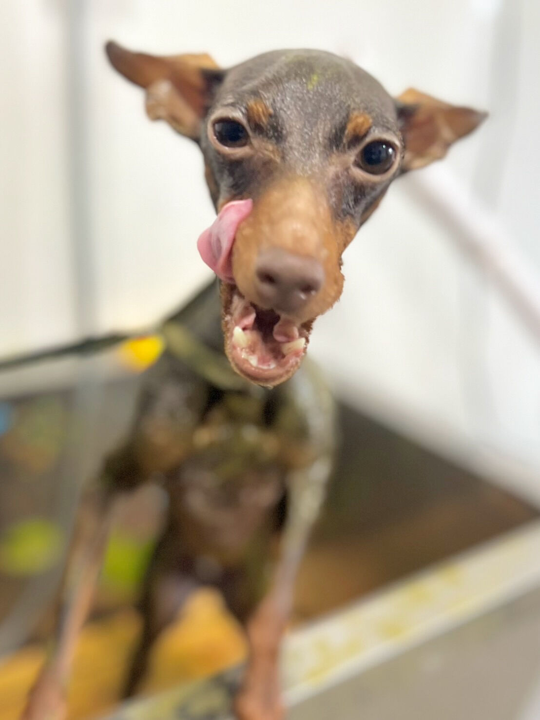 来店いただいた丹くんです🐶✨
