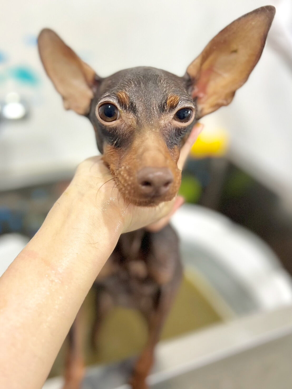 来店いただいた丹くんです🐶✨