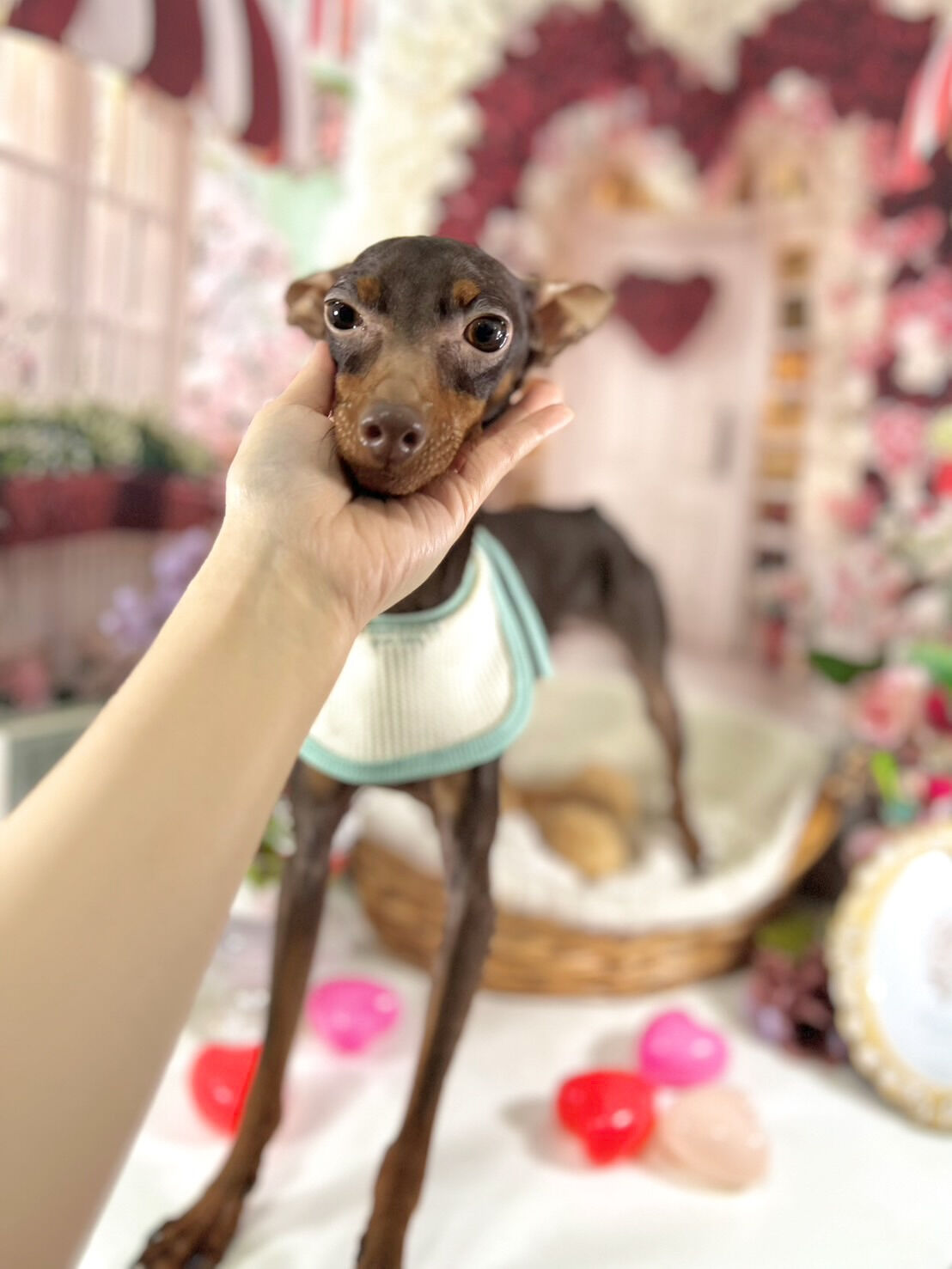 来店いただいた丹くんです🐶✨