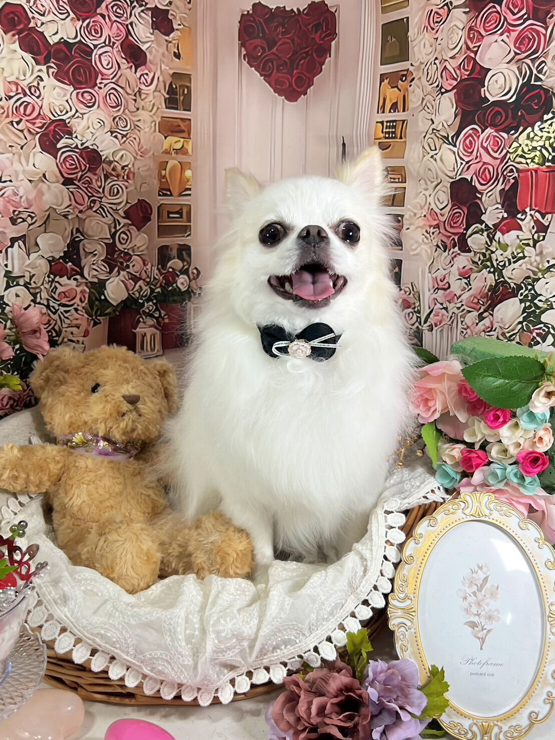 来店いただいた、らてくんです🐶✨