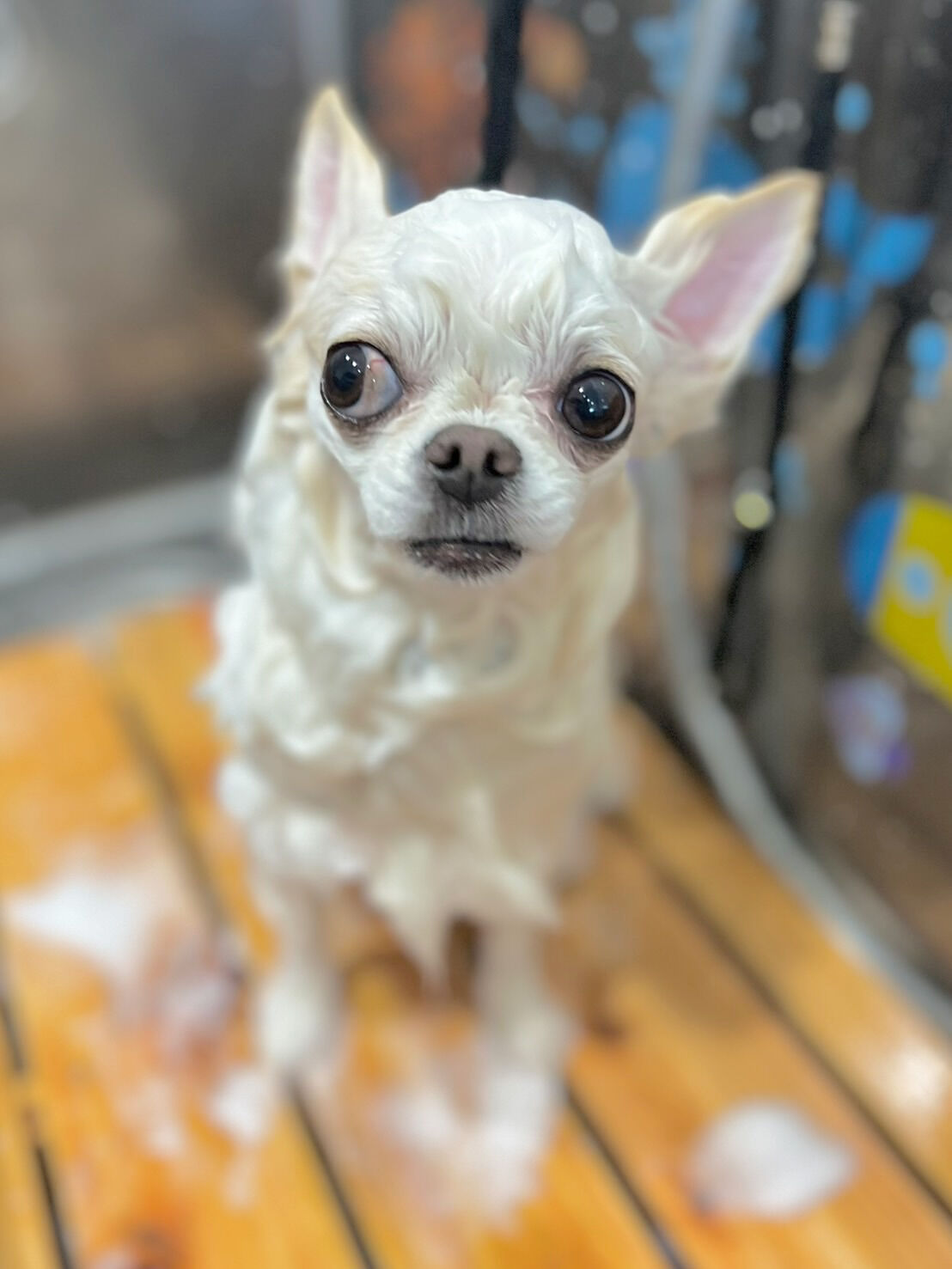 来店いただいた、らてくんです🐶✨