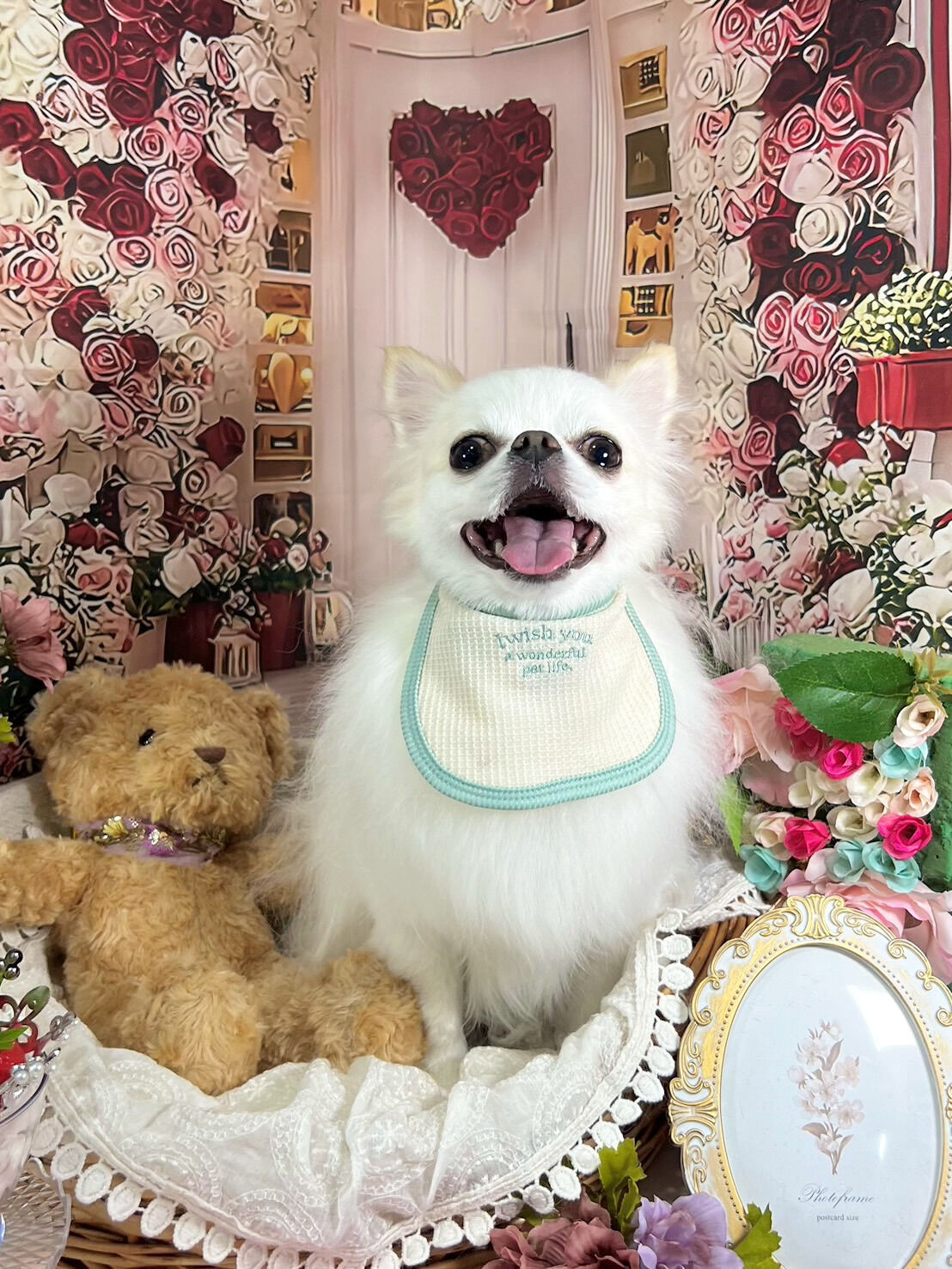 来店いただいた、らてくんです🐶✨