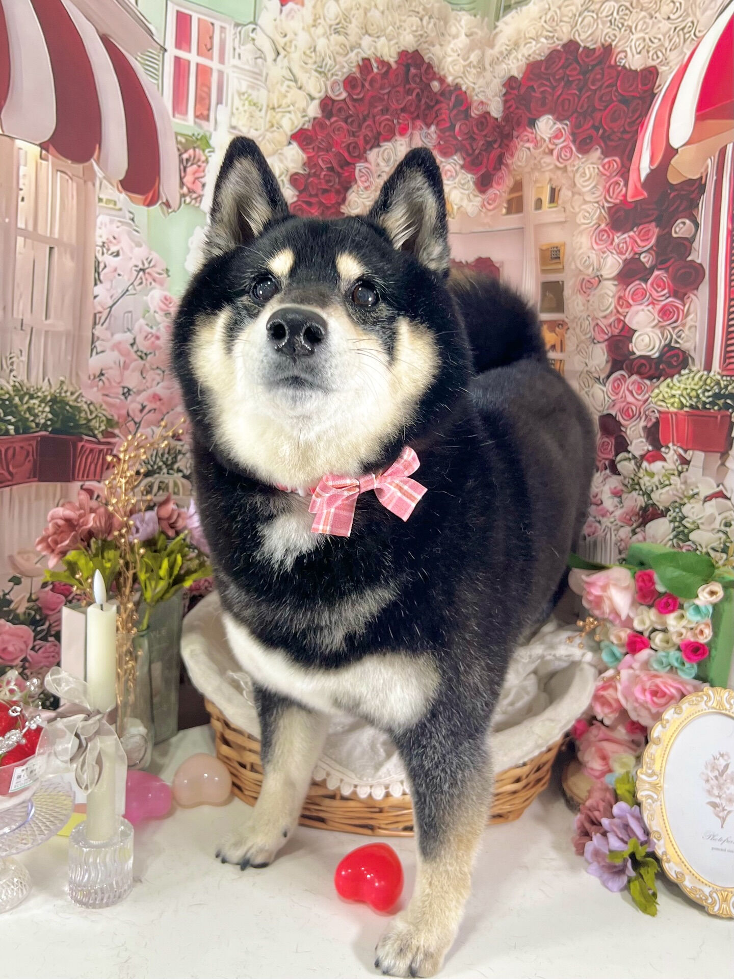 来店いただいた、しじみちゃんです🐶✨