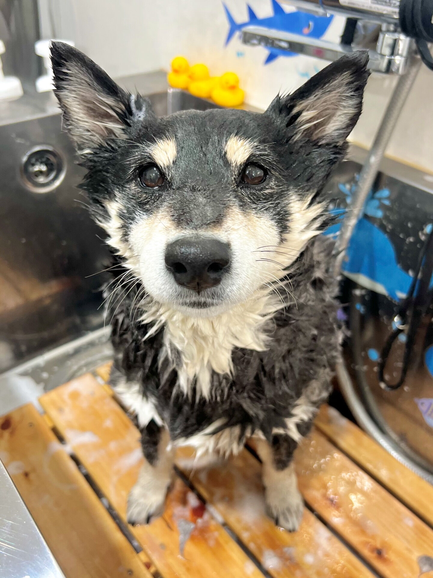 来店いただいた、しじみちゃんです🐶✨