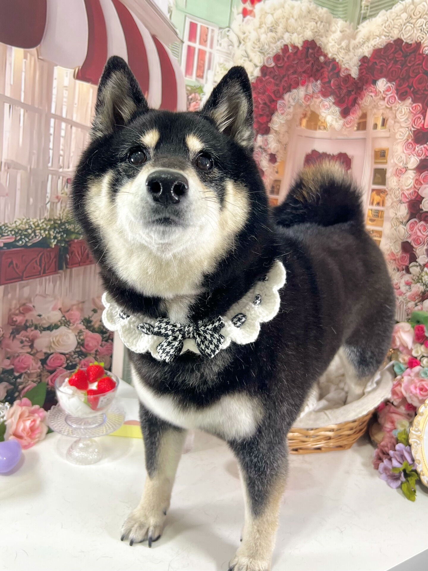 来店いただいた、しじみちゃんです🐶✨