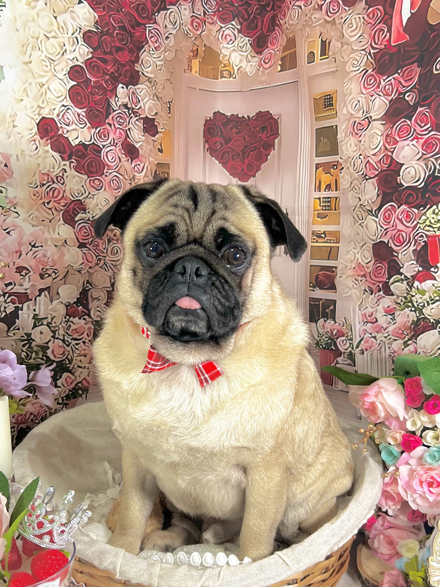 来店いただいた、ブッチャーくんです🐶✨