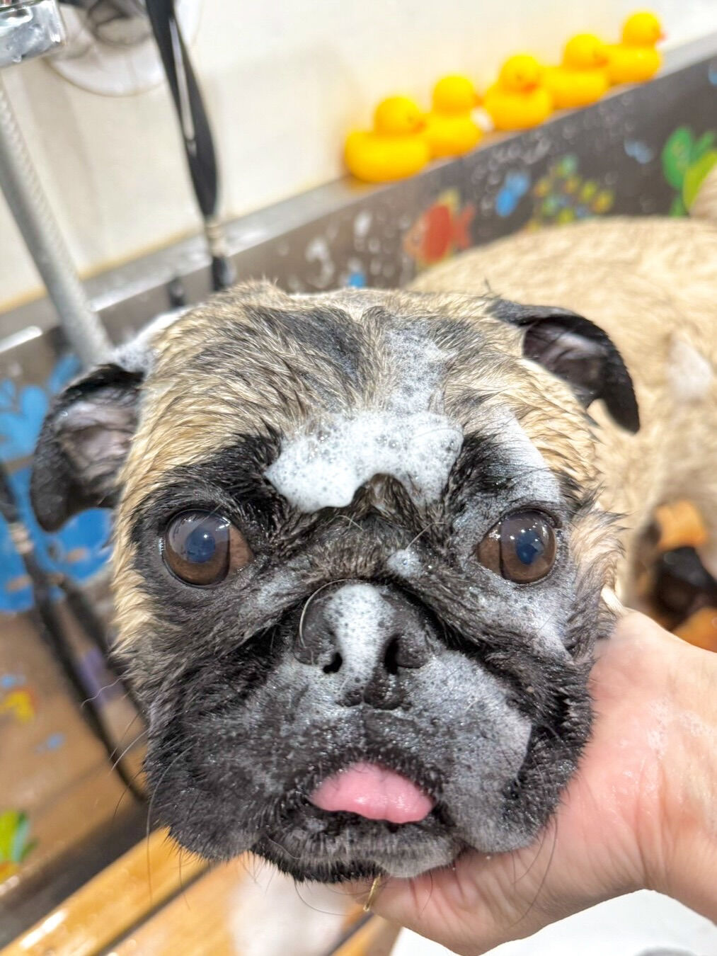 来店いただいた、ブッチャーくんです🐶✨