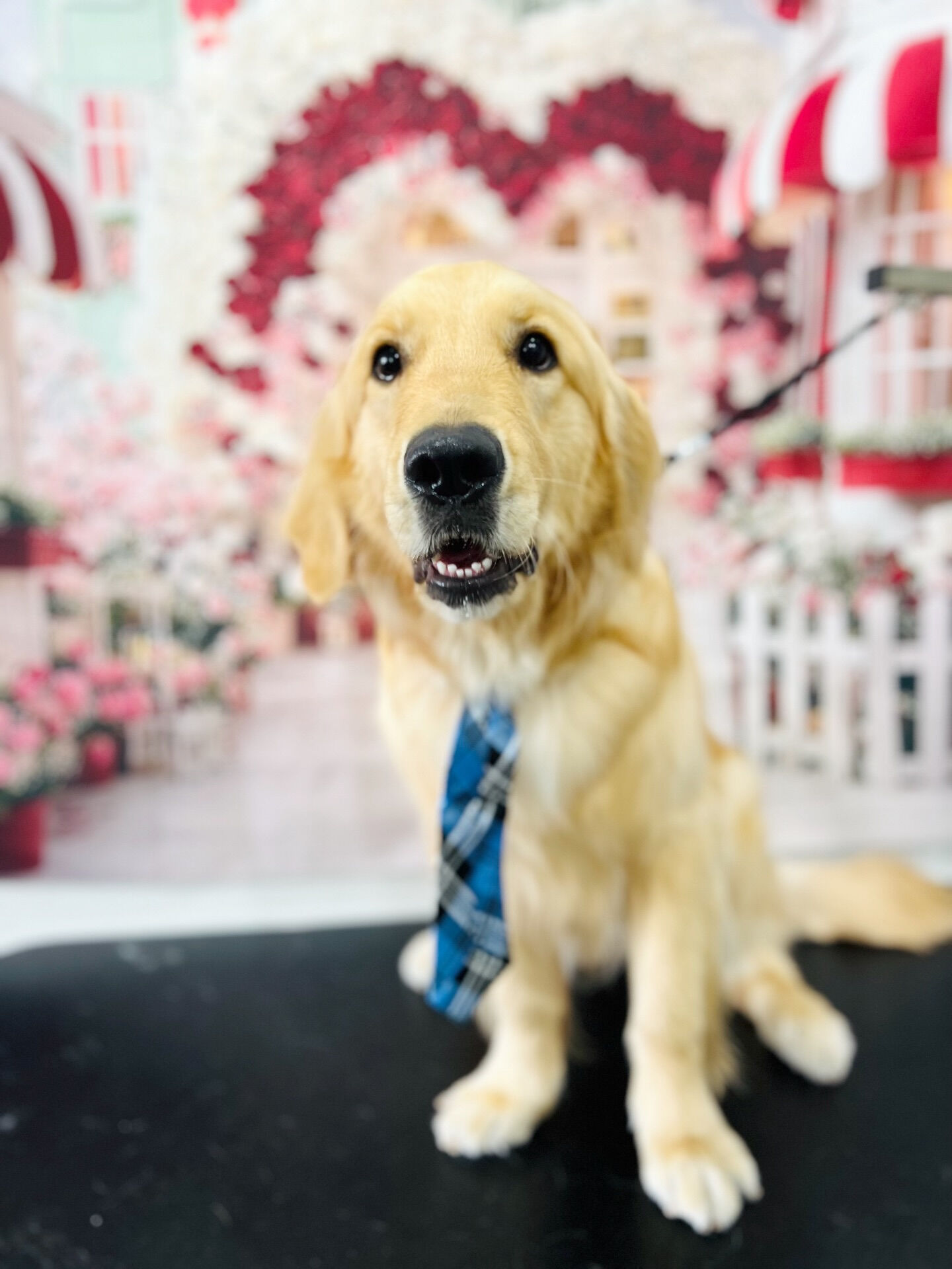 来店いただいた、はなちゃんです🐶✨