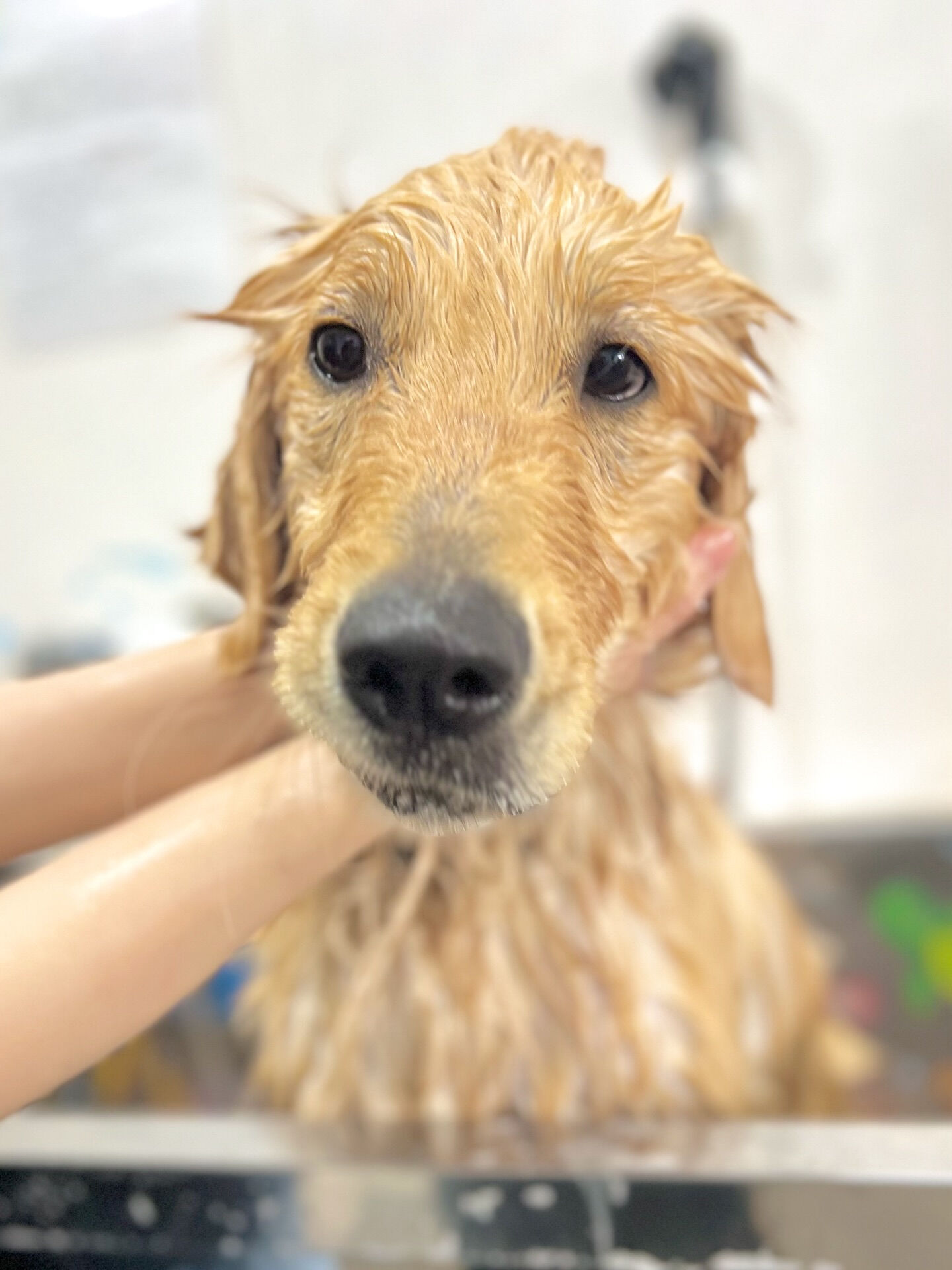 来店いただいた、はなちゃんです🐶✨
