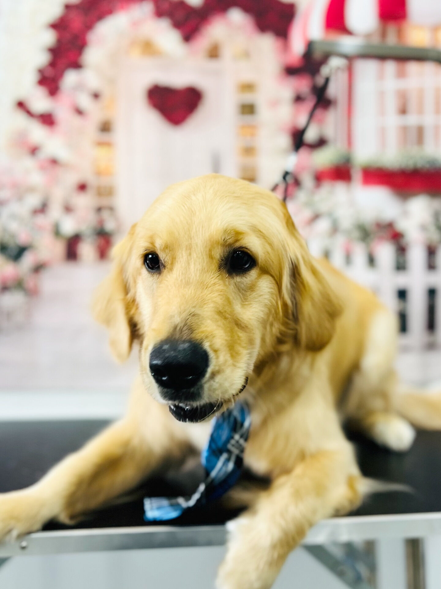 来店いただいた、はなちゃんです🐶✨