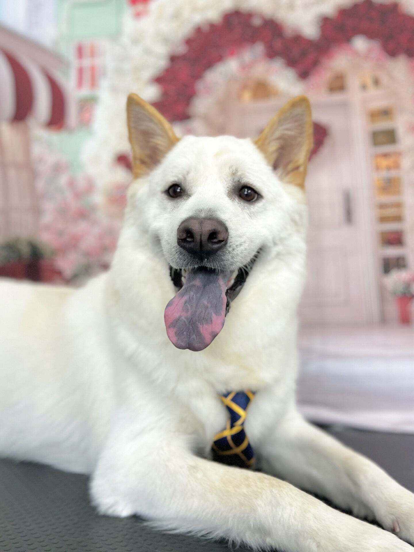 来店いただいた、しんべえくんです🐶✨