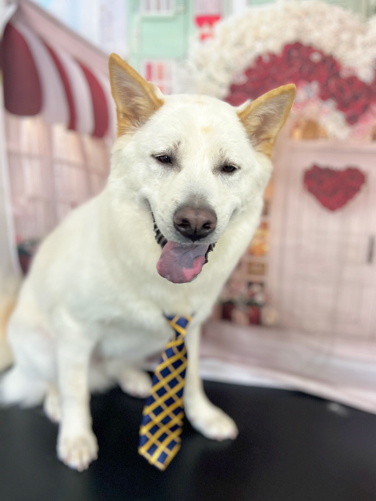 来店いただいた、しんべえくんです🐶✨