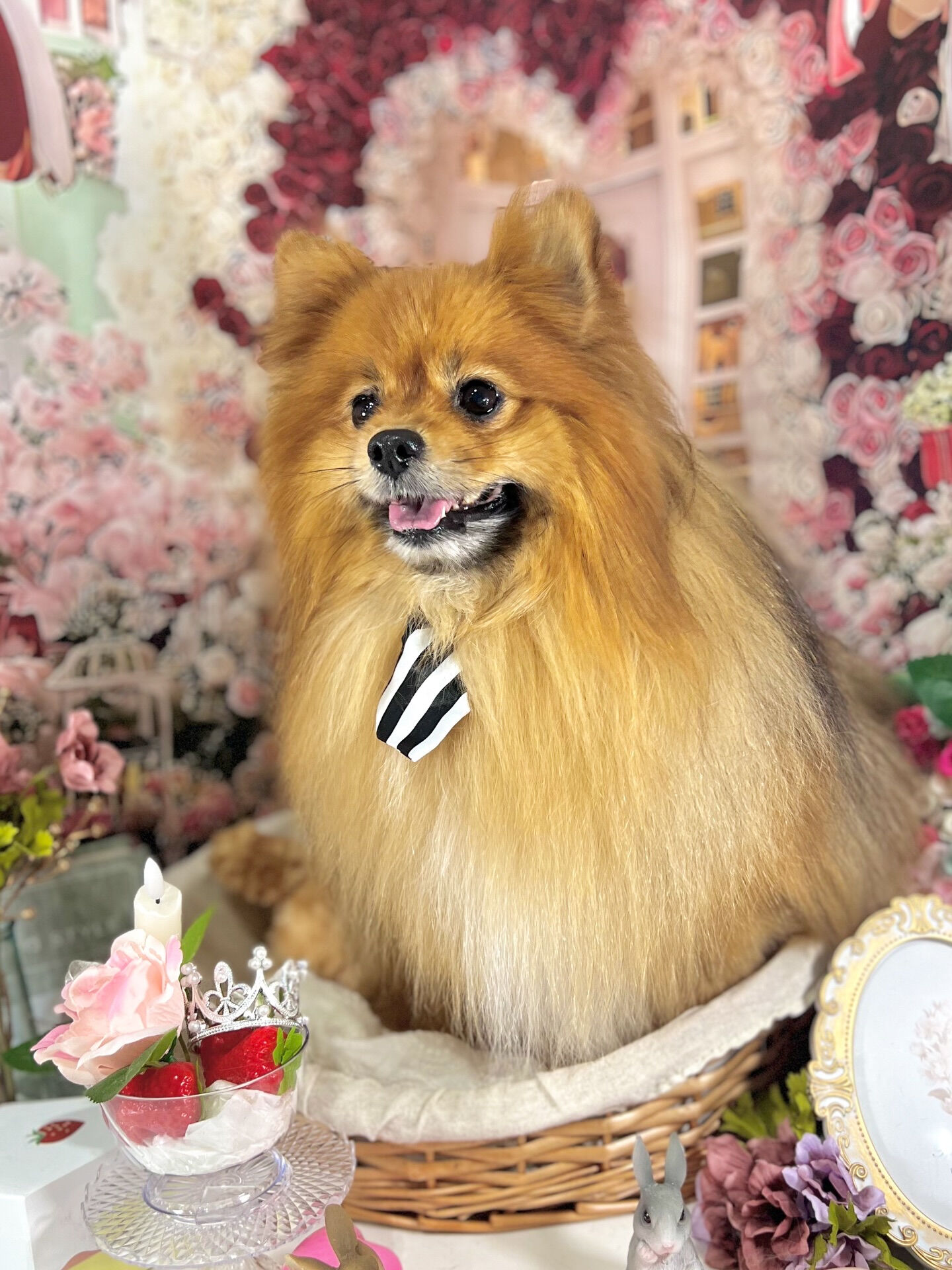 来店いただいた、ごん太くんです🐶✨