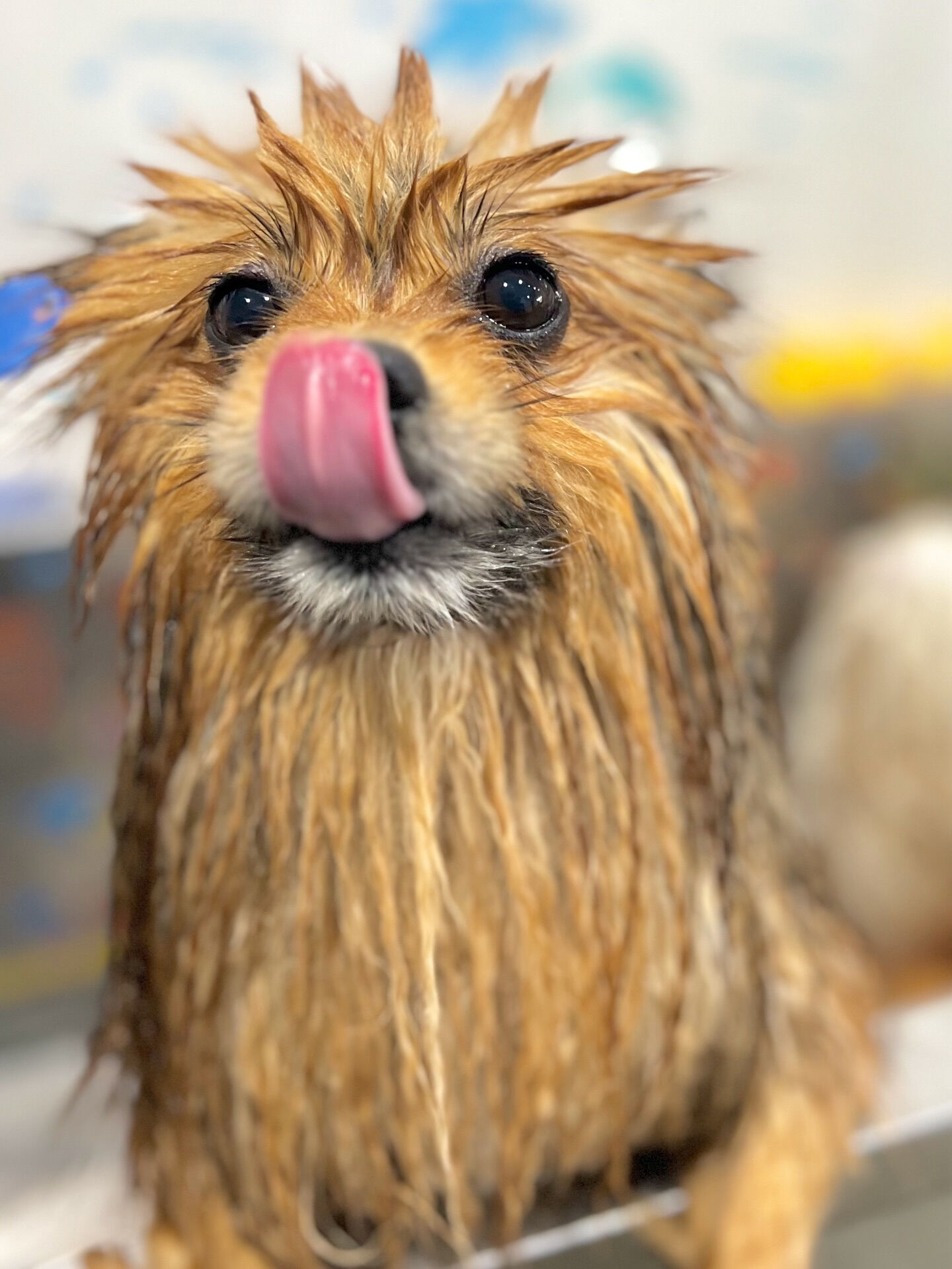 来店いただいた、ごん太くんです🐶✨
