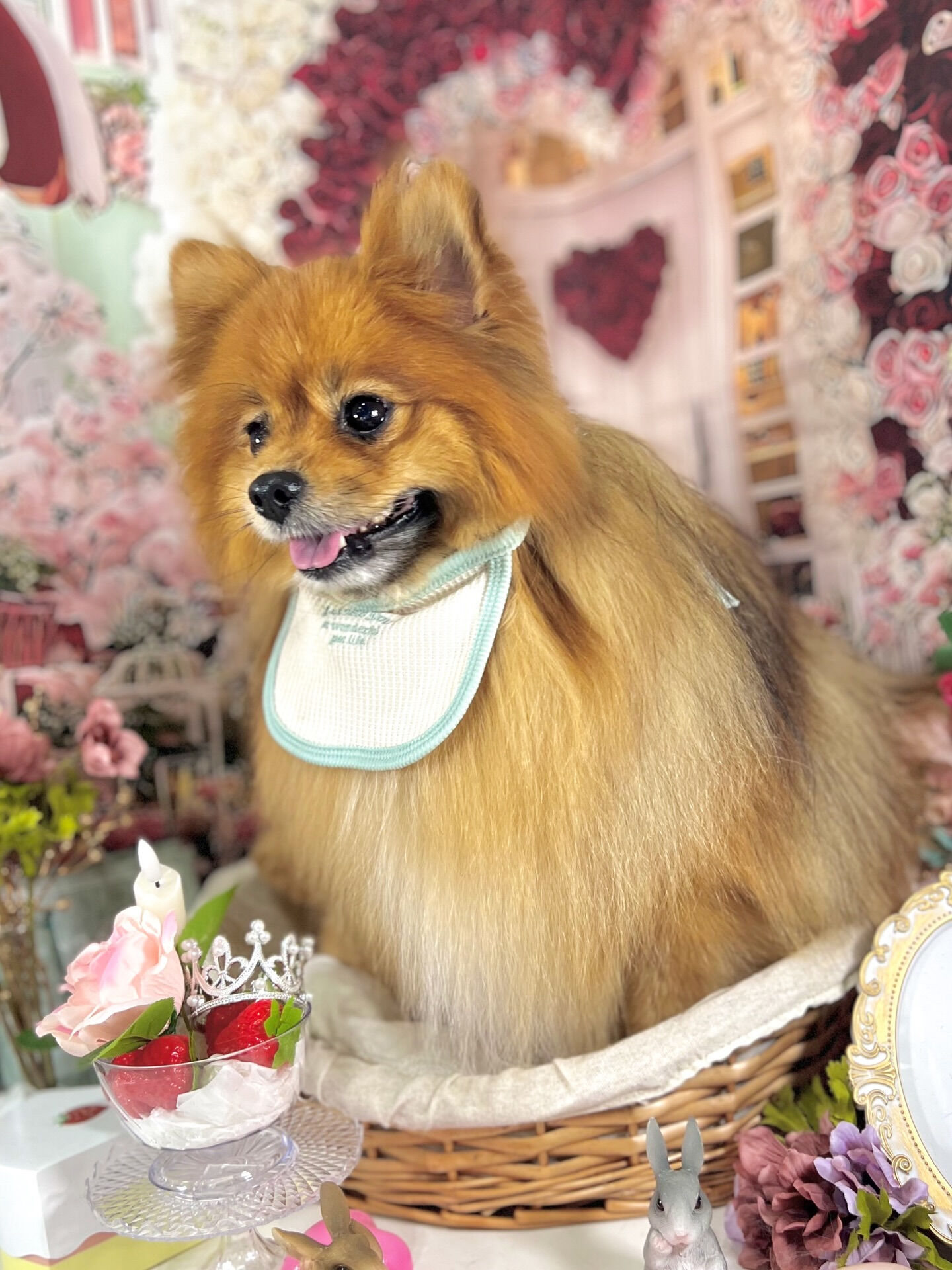 来店いただいた、ごん太くんです🐶✨
