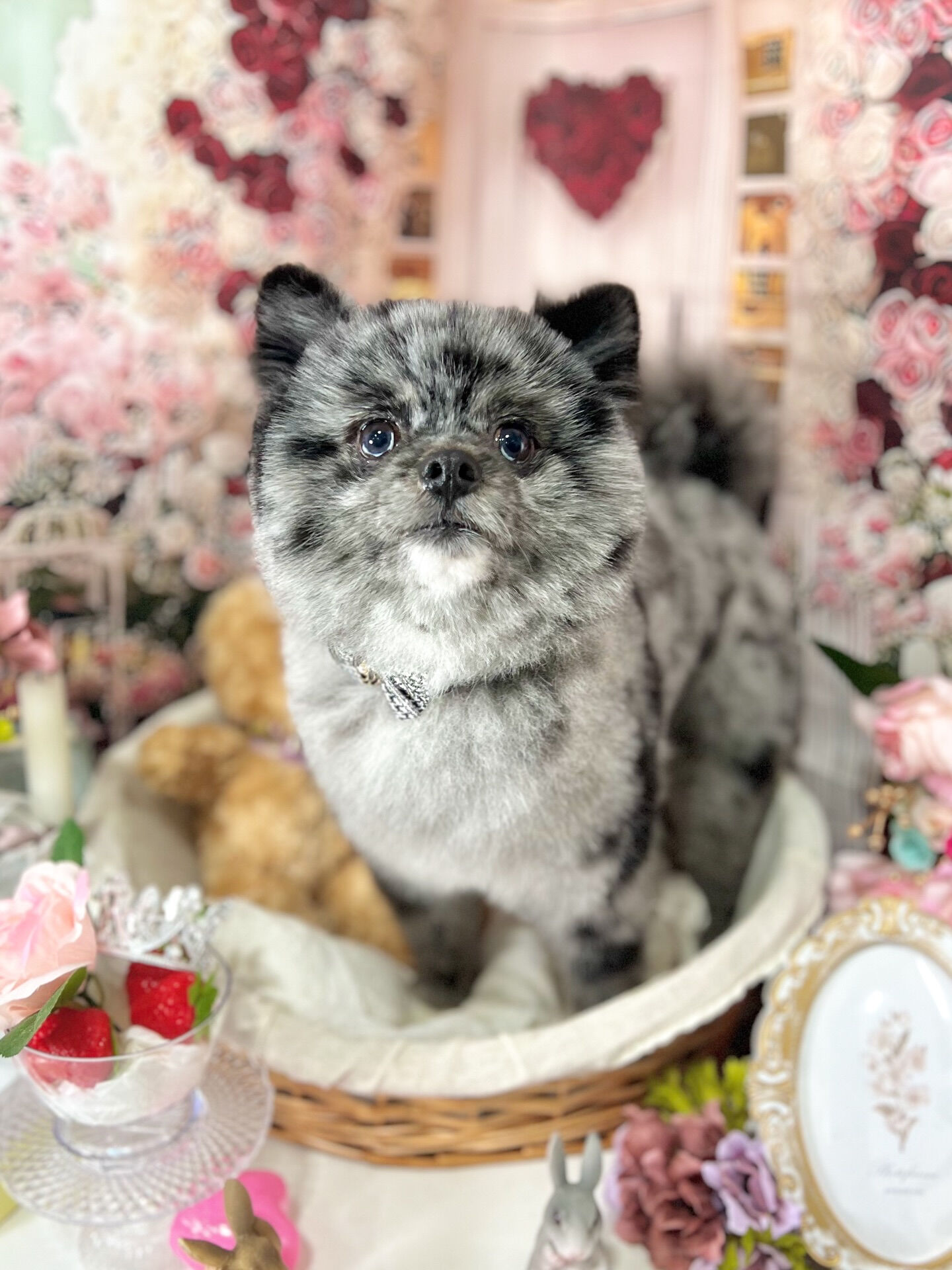 来店いただいた、タヌプくんです🐶✨
