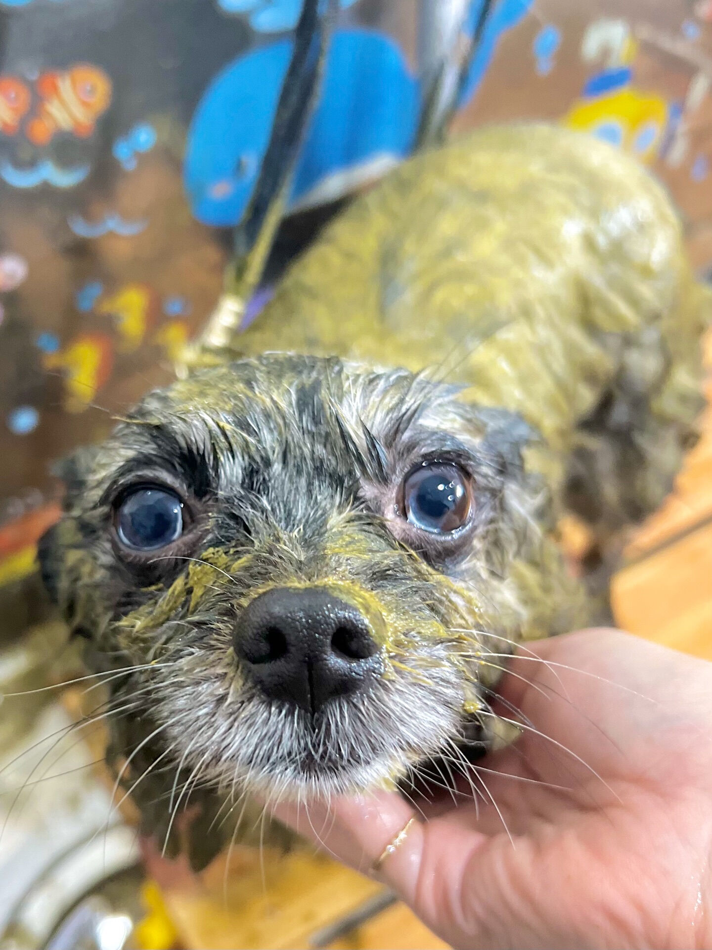 来店いただいた、タヌプくんです🐶✨