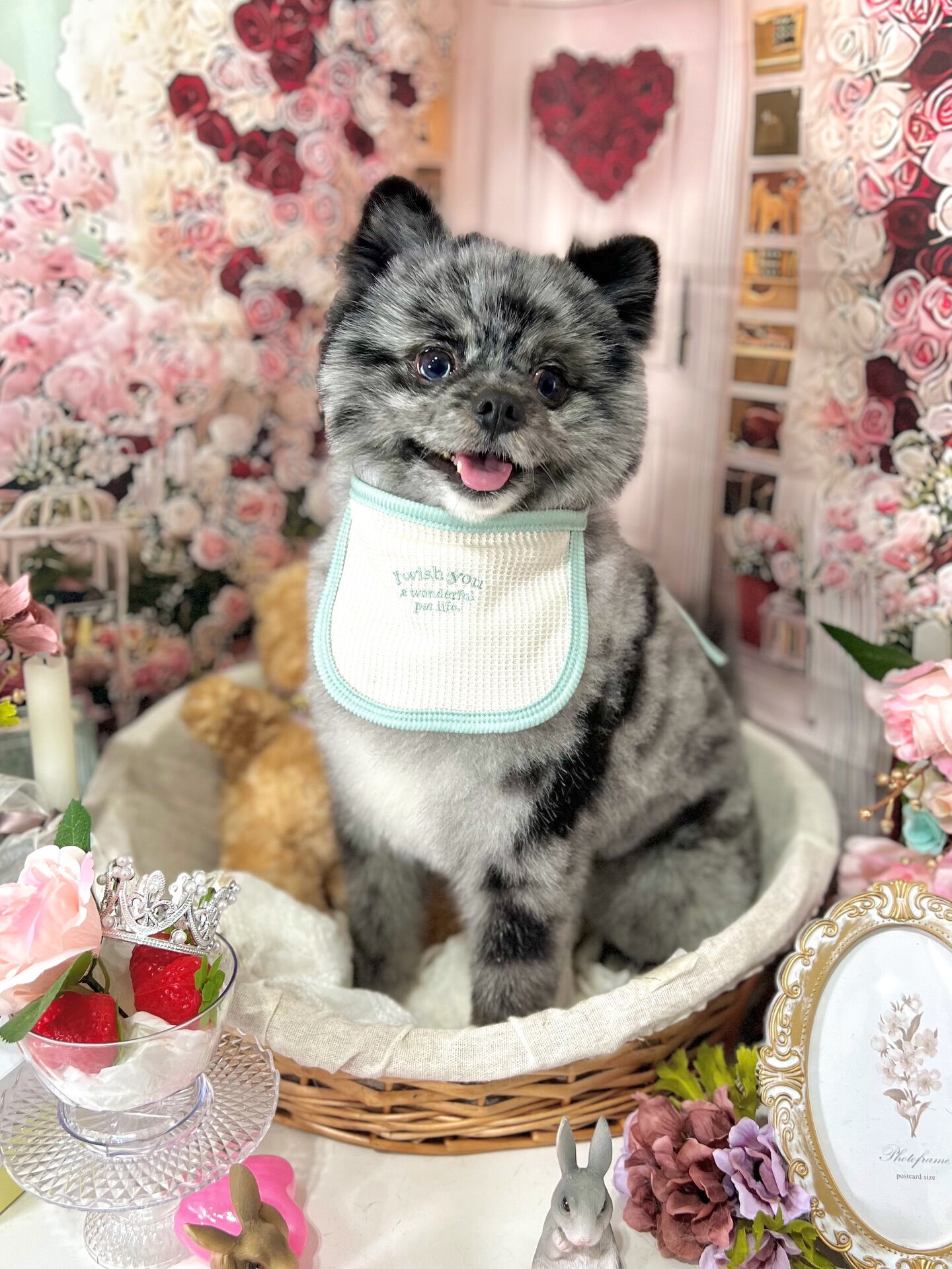 来店いただいた、タヌプくんです🐶✨
