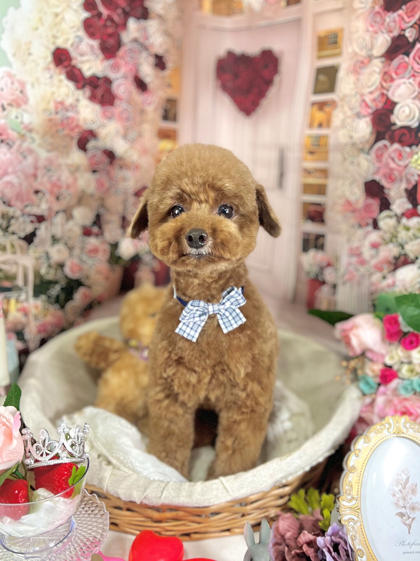 来店いただいた、プーチくんです🐶✨
