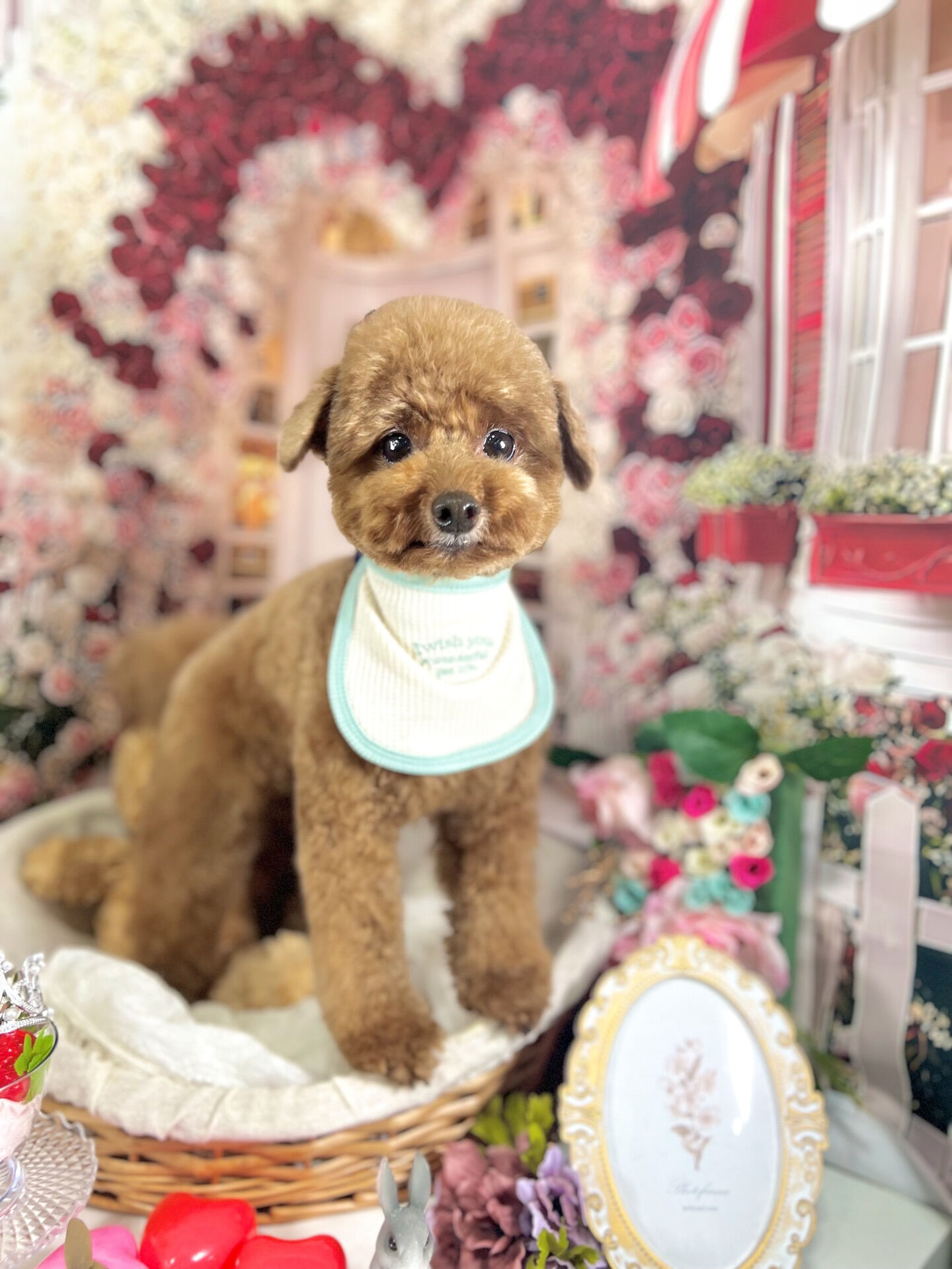 来店いただいた、プーチくんです🐶✨