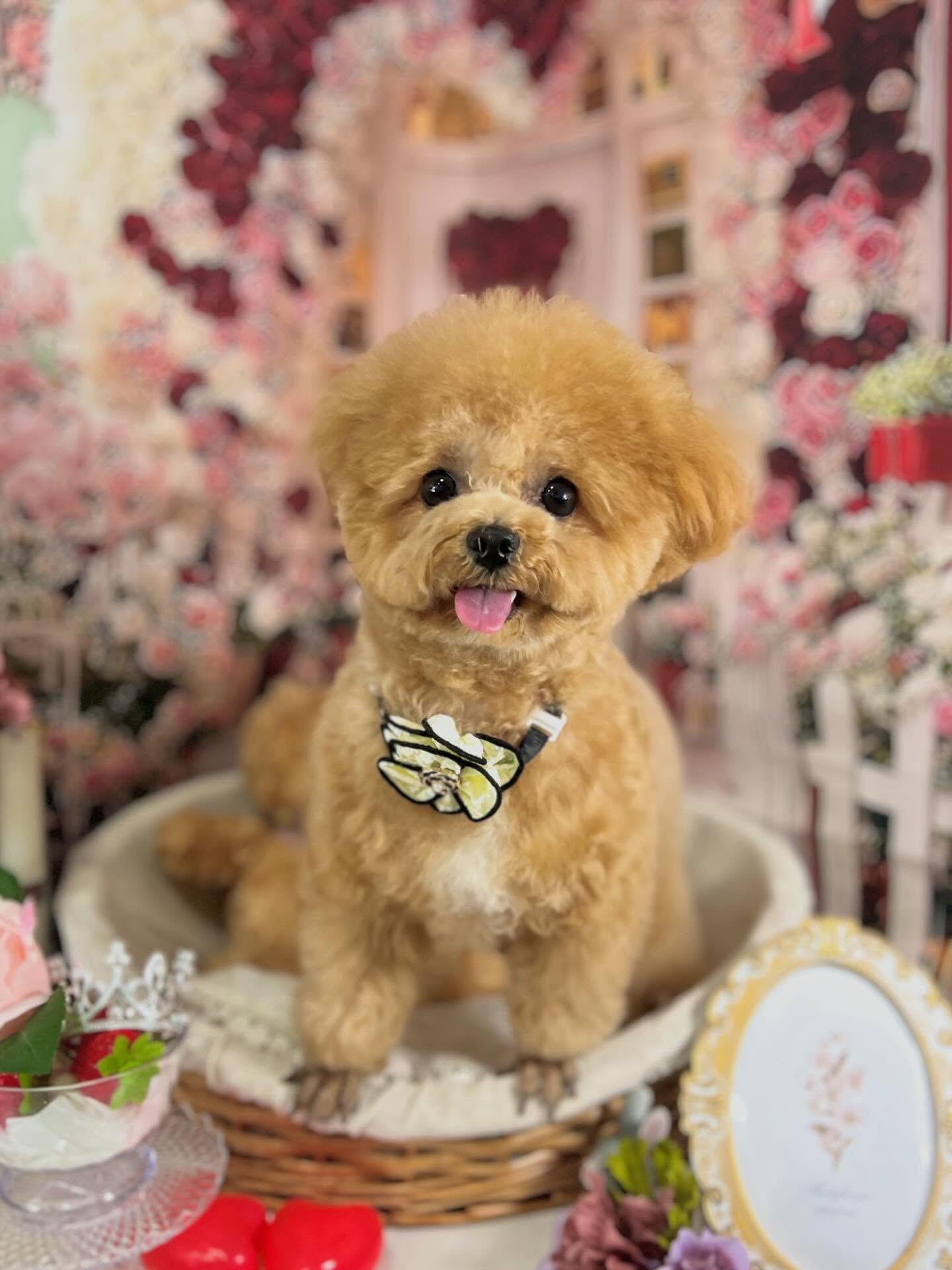 来店いただいたエミちゃんです🐶✨