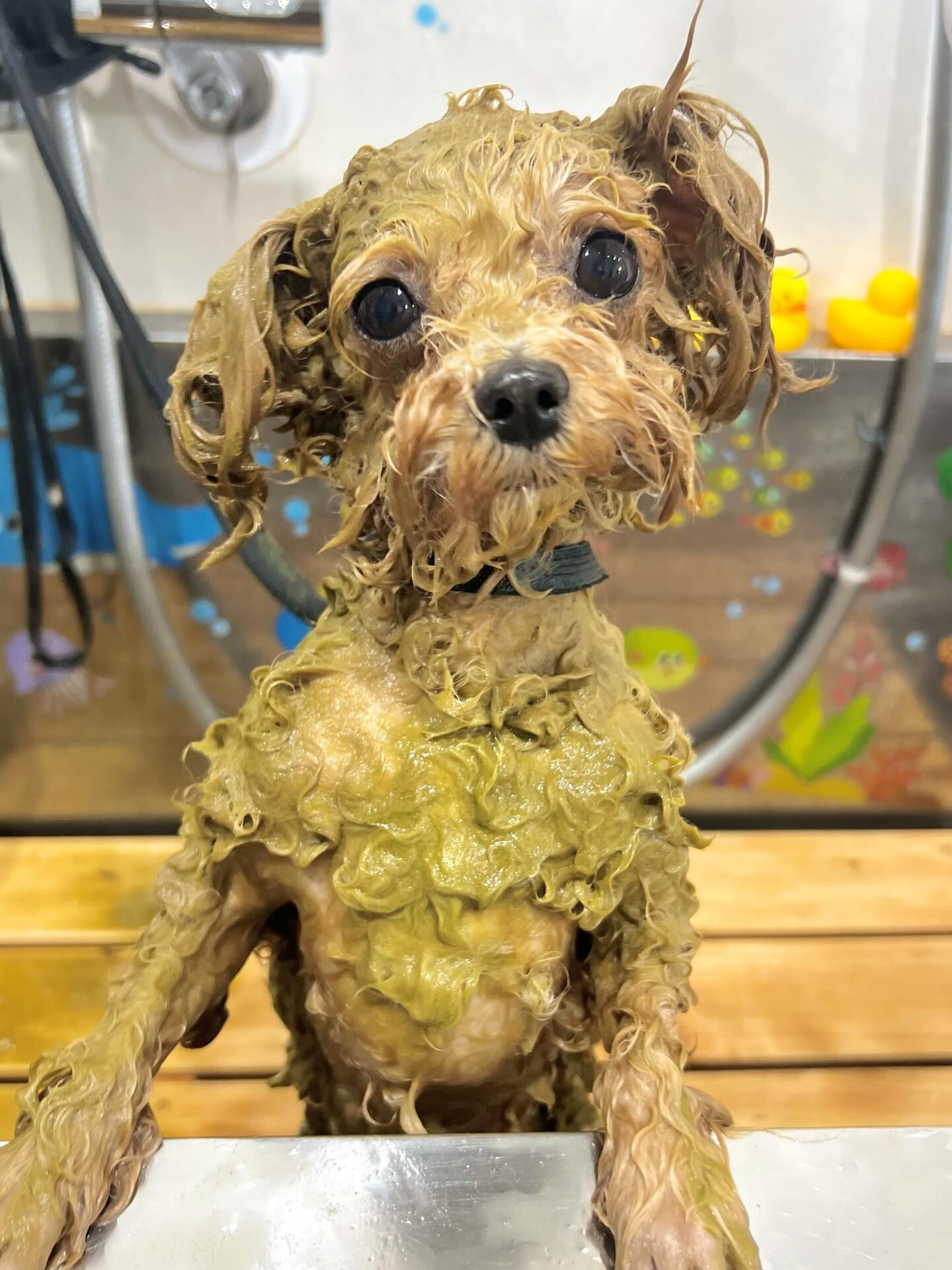 来店いただいたエミちゃんです🐶✨