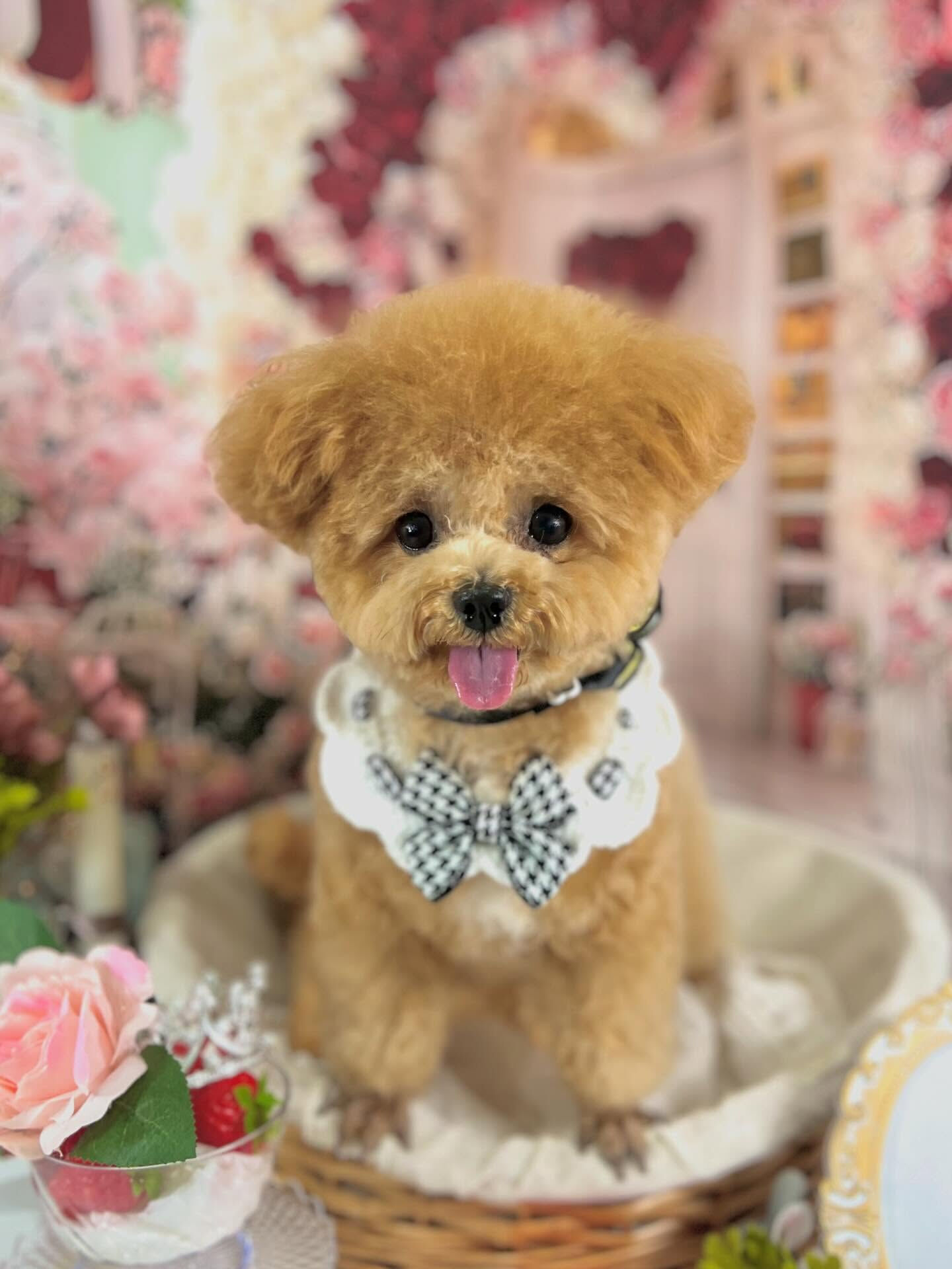 来店いただいたエミちゃんです🐶✨