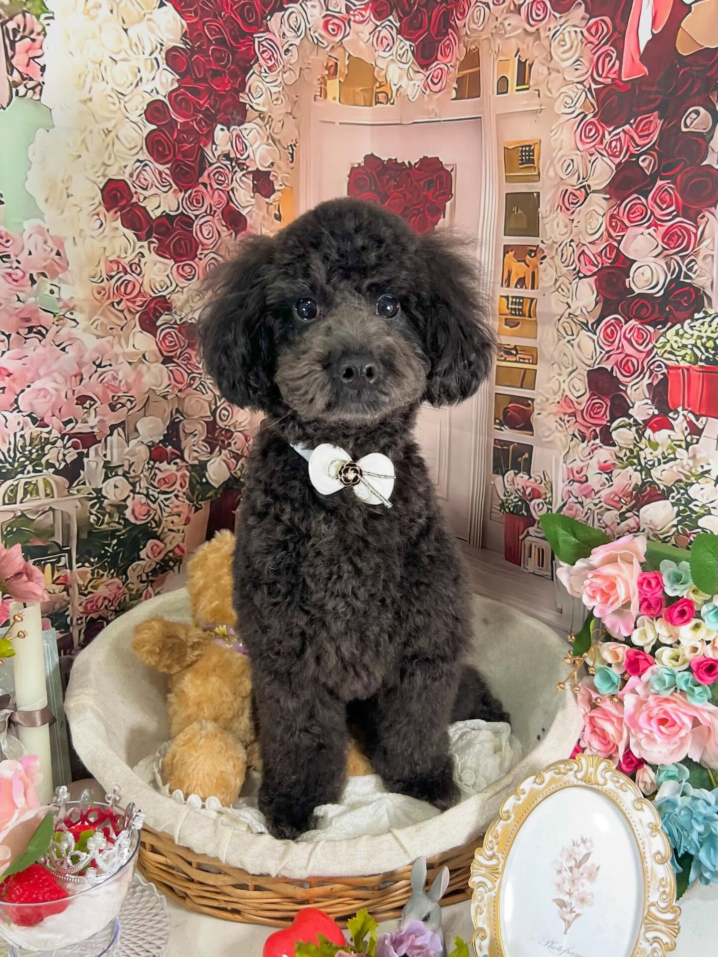 来店いただいたくろすけくんです🐶✨