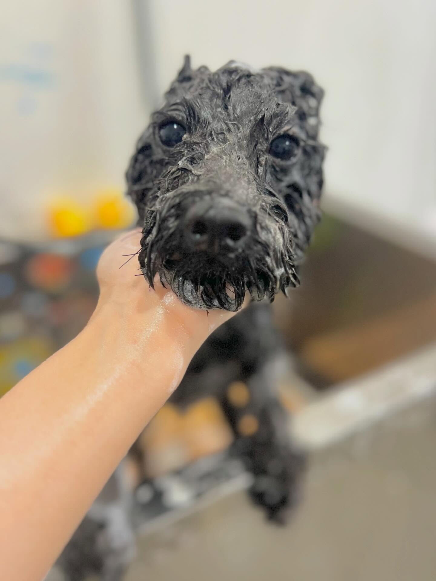 来店いただいたくろすけくんです🐶✨