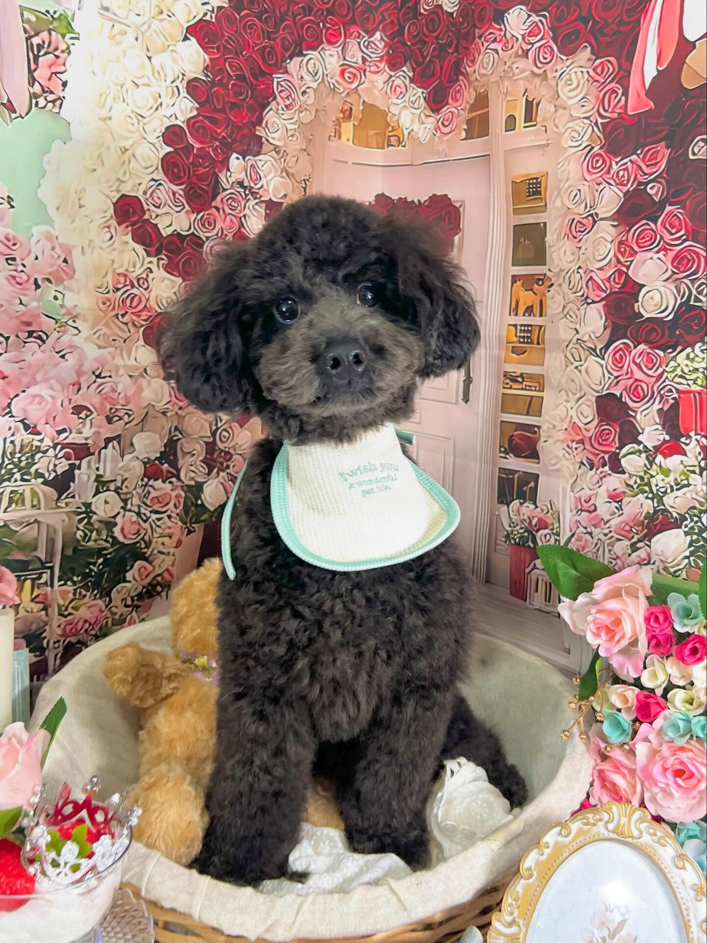 来店いただいたくろすけくんです🐶✨