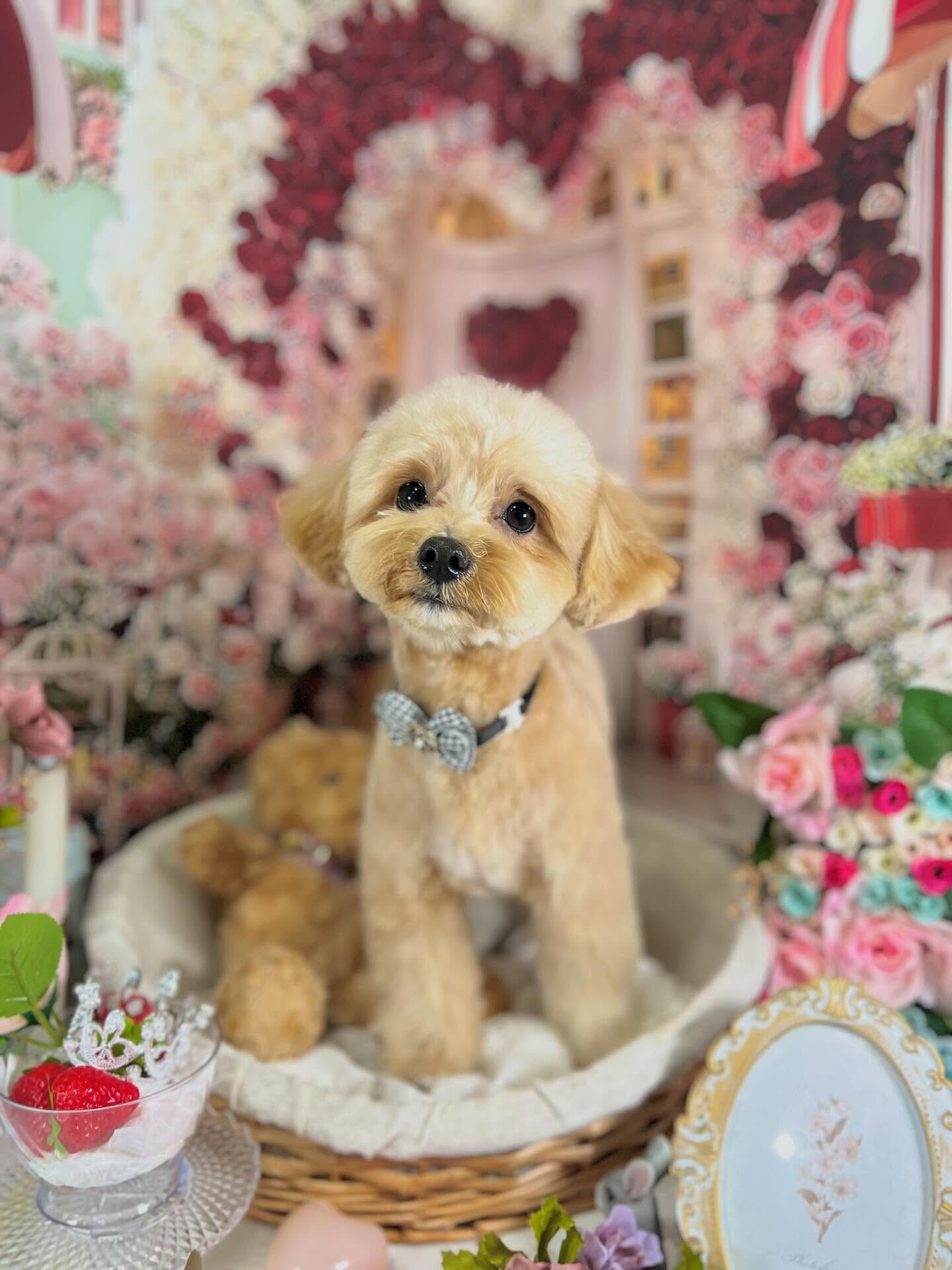 来店いただいたきなこくんです🐶✨