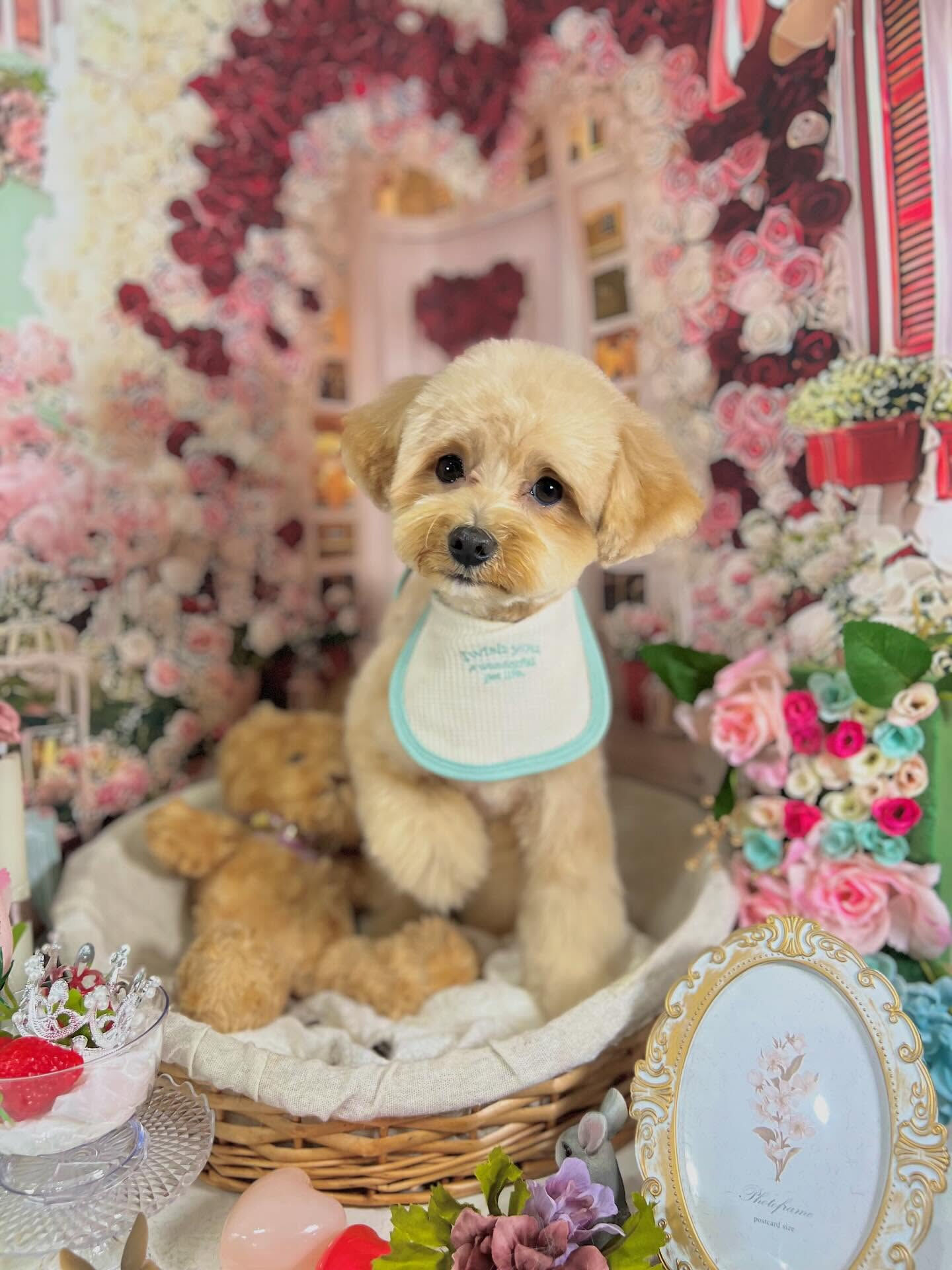 来店いただいたきなこくんです🐶✨