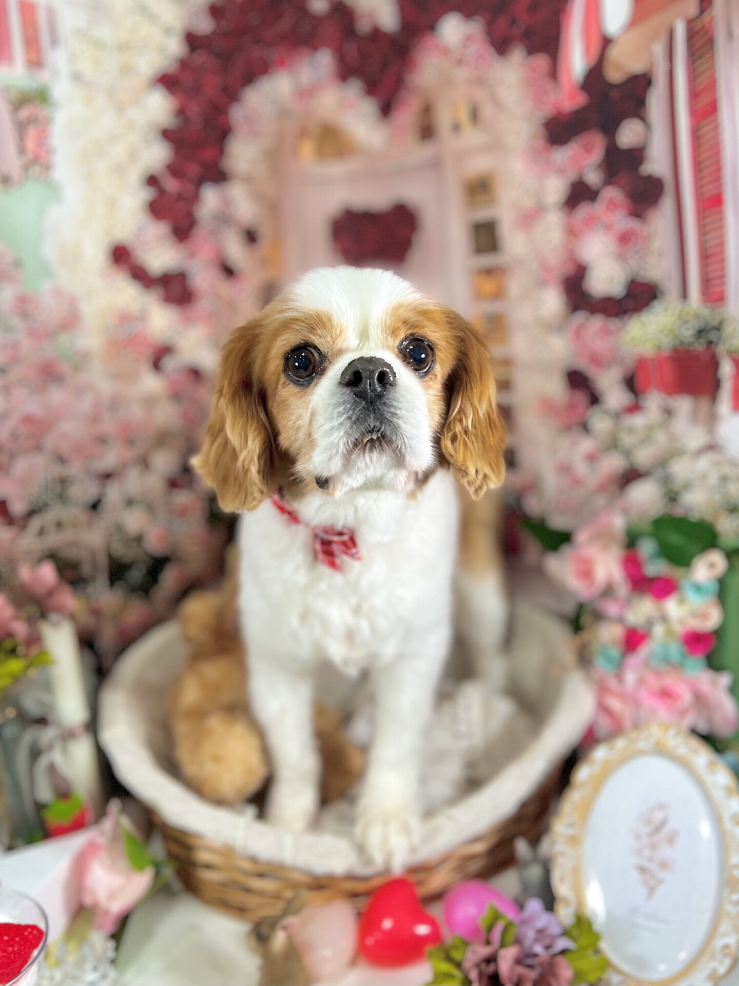 来店いただいた、おはなちゃんです🐶✨