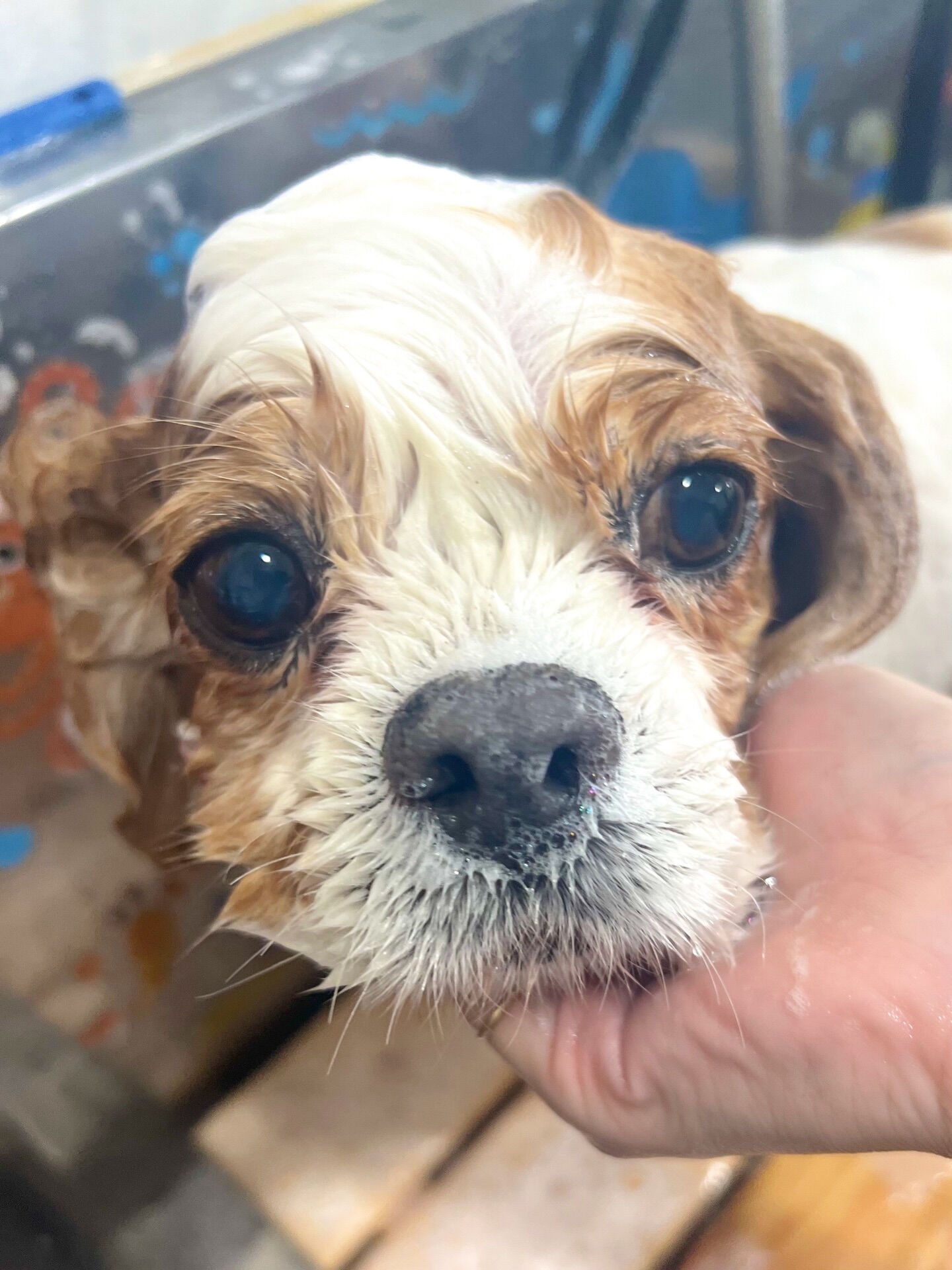来店いただいた、おはなちゃんです🐶✨