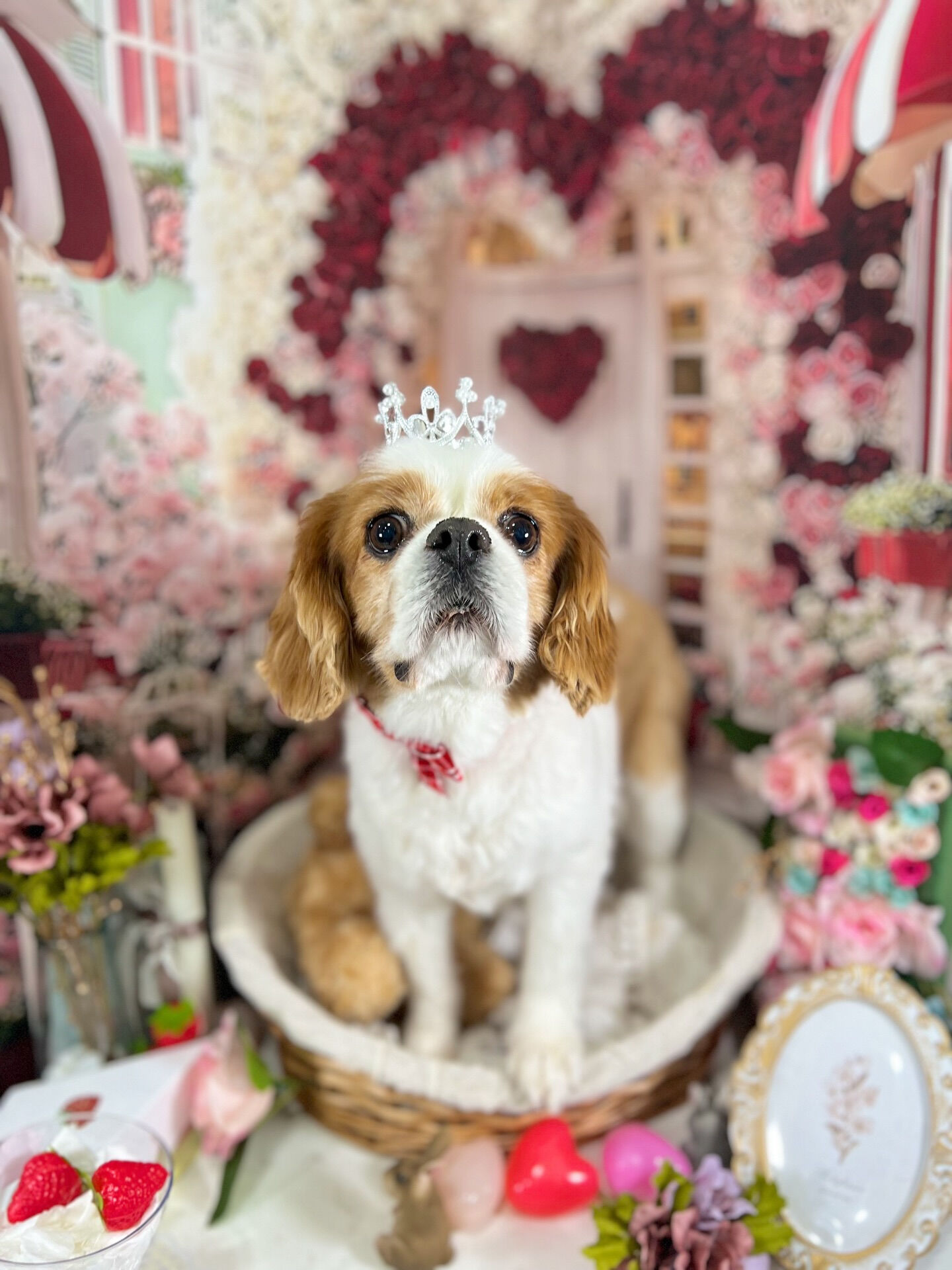 来店いただいた、おはなちゃんです🐶✨