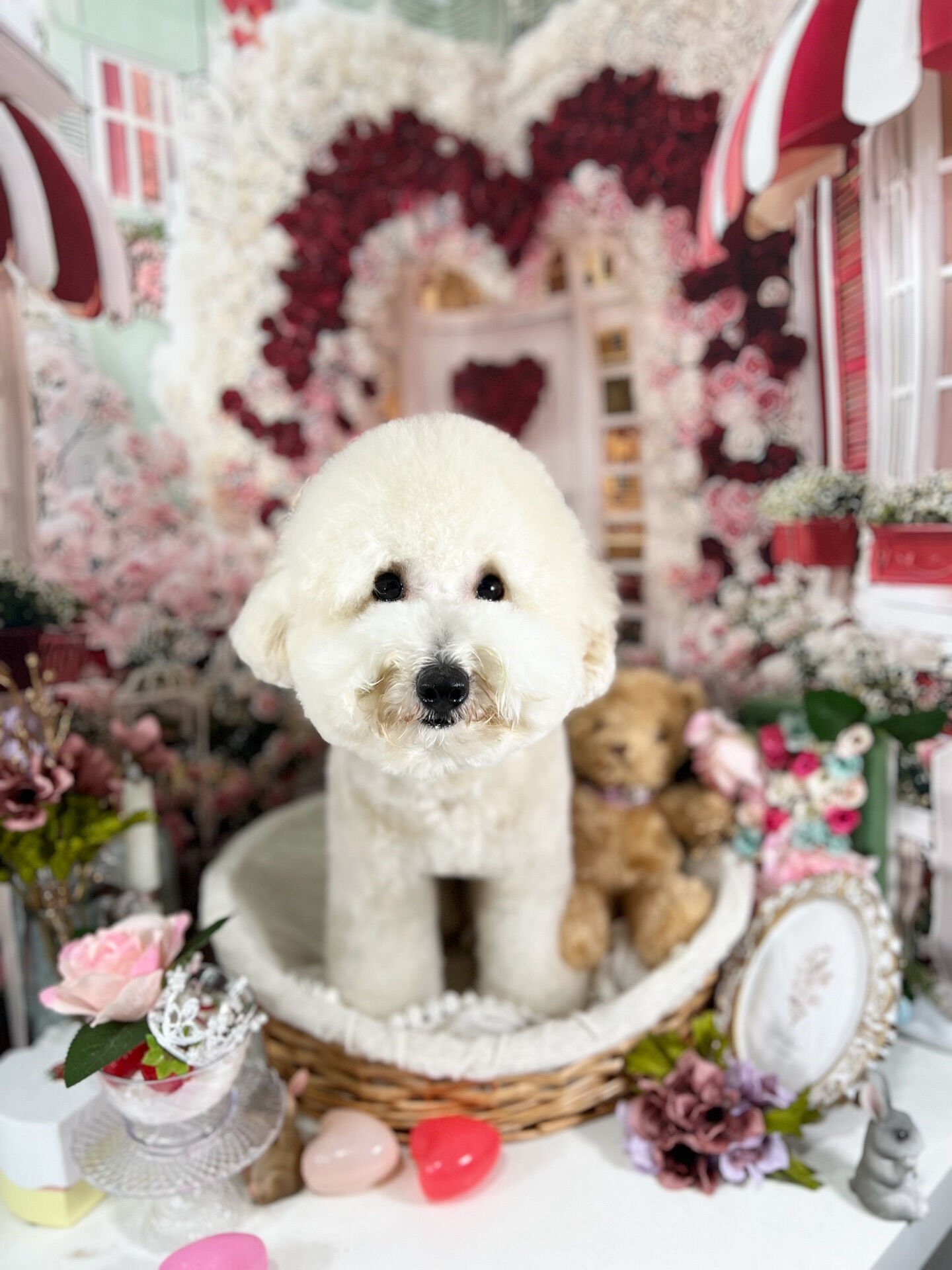 来店いただいた、ププくんです🐶✨