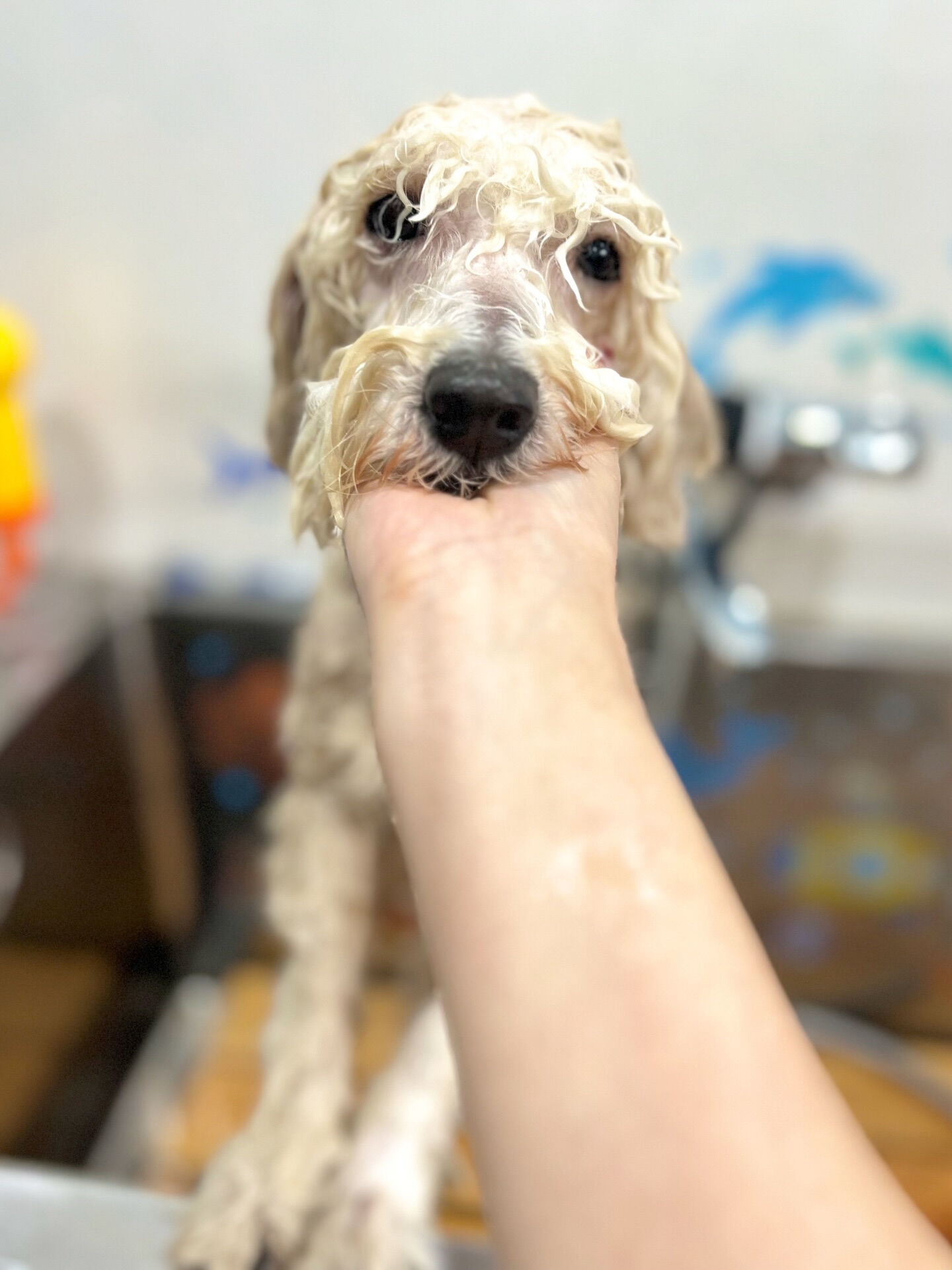 来店いただいた、ププくんです🐶✨