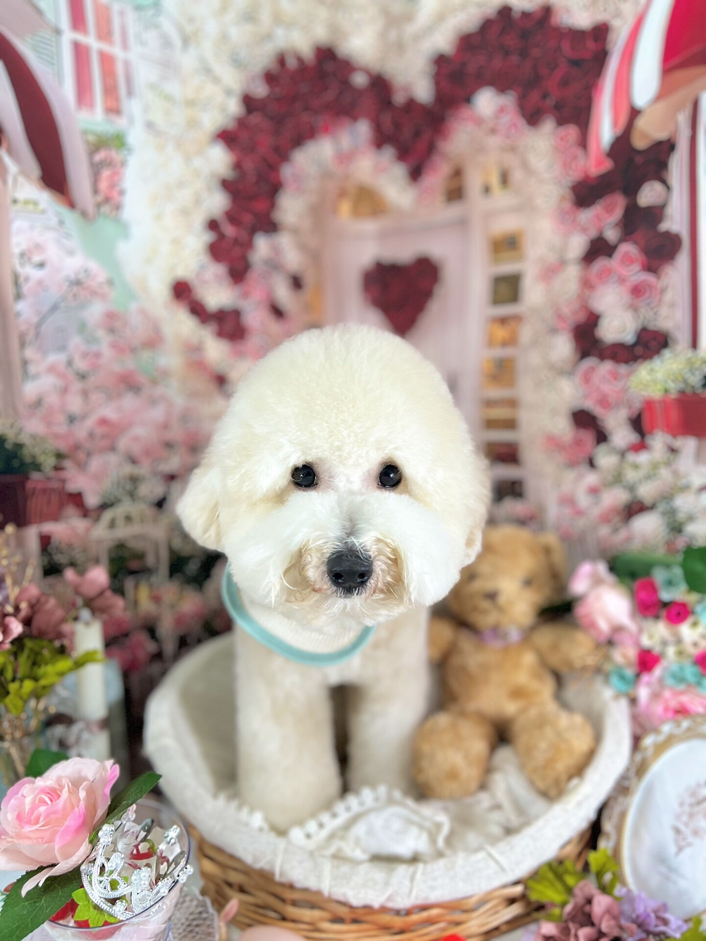 来店いただいた、ププくんです🐶✨
